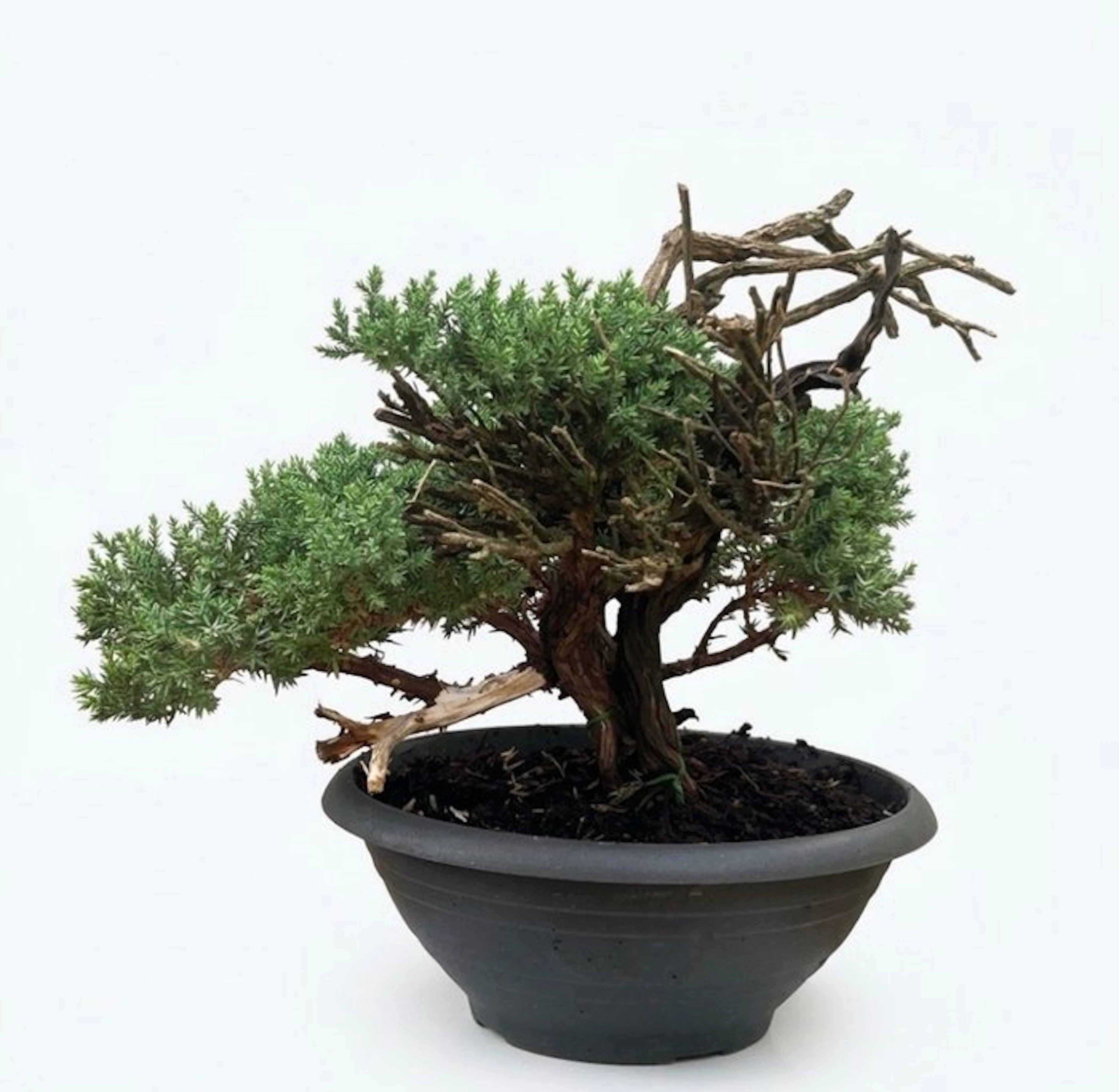 Juniper bonsai (Juniperus) - Height (Tree): 23 cm - Depth (Tree): 34 cm - Japan