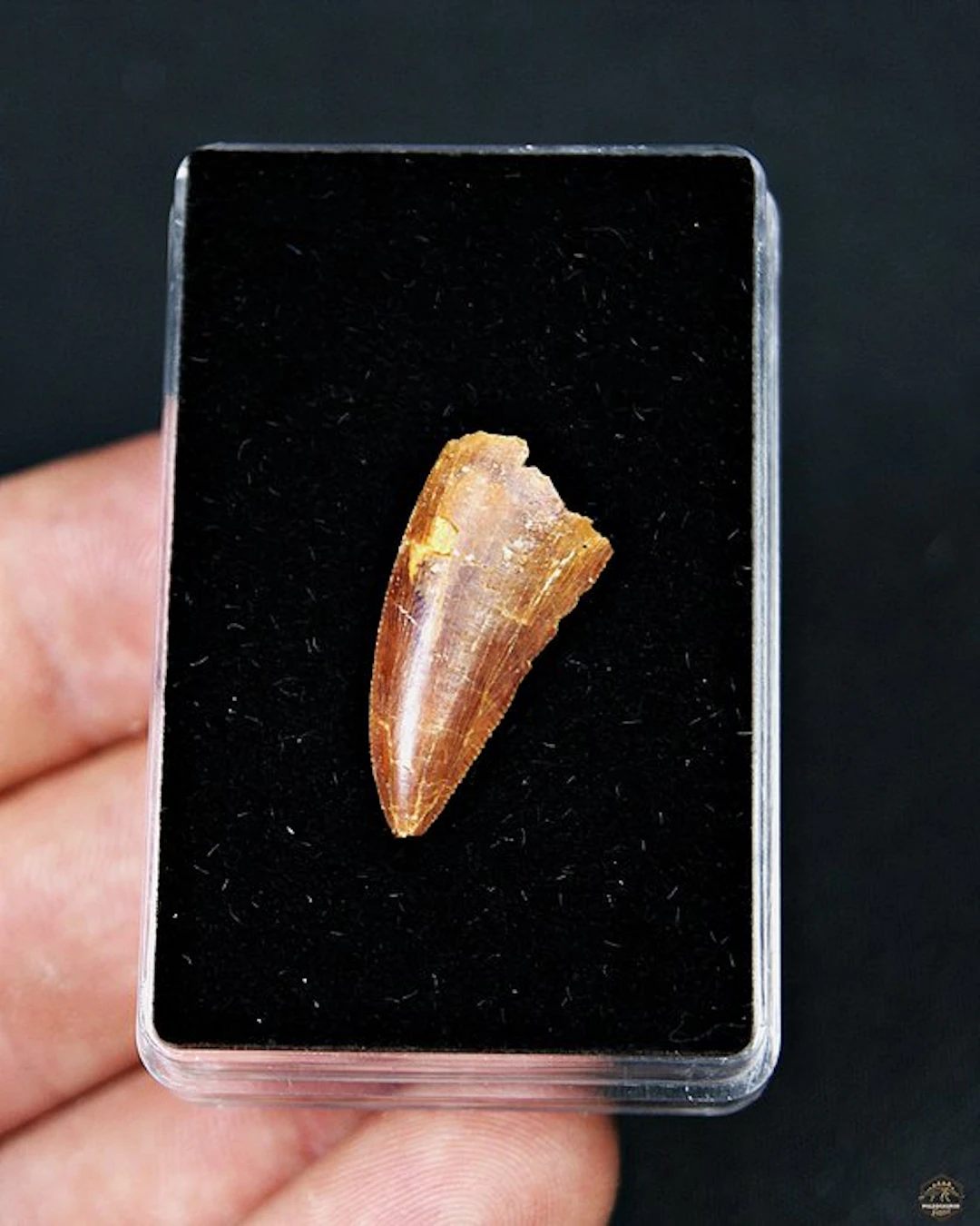Dinosaur - Fossil tooth - Raptor Abelisaurio