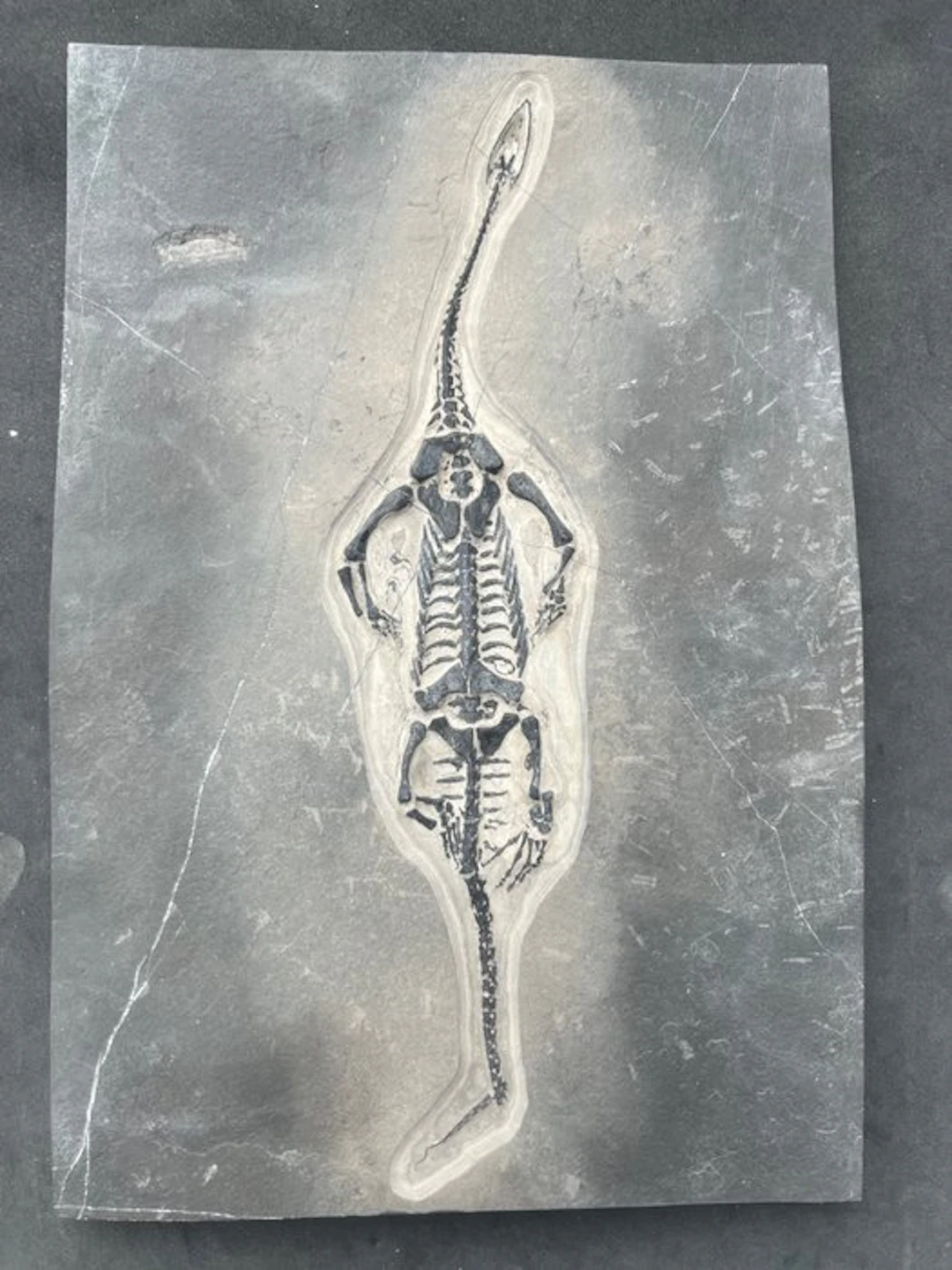 Marine reptile - Fossilised animal - Fossile de...