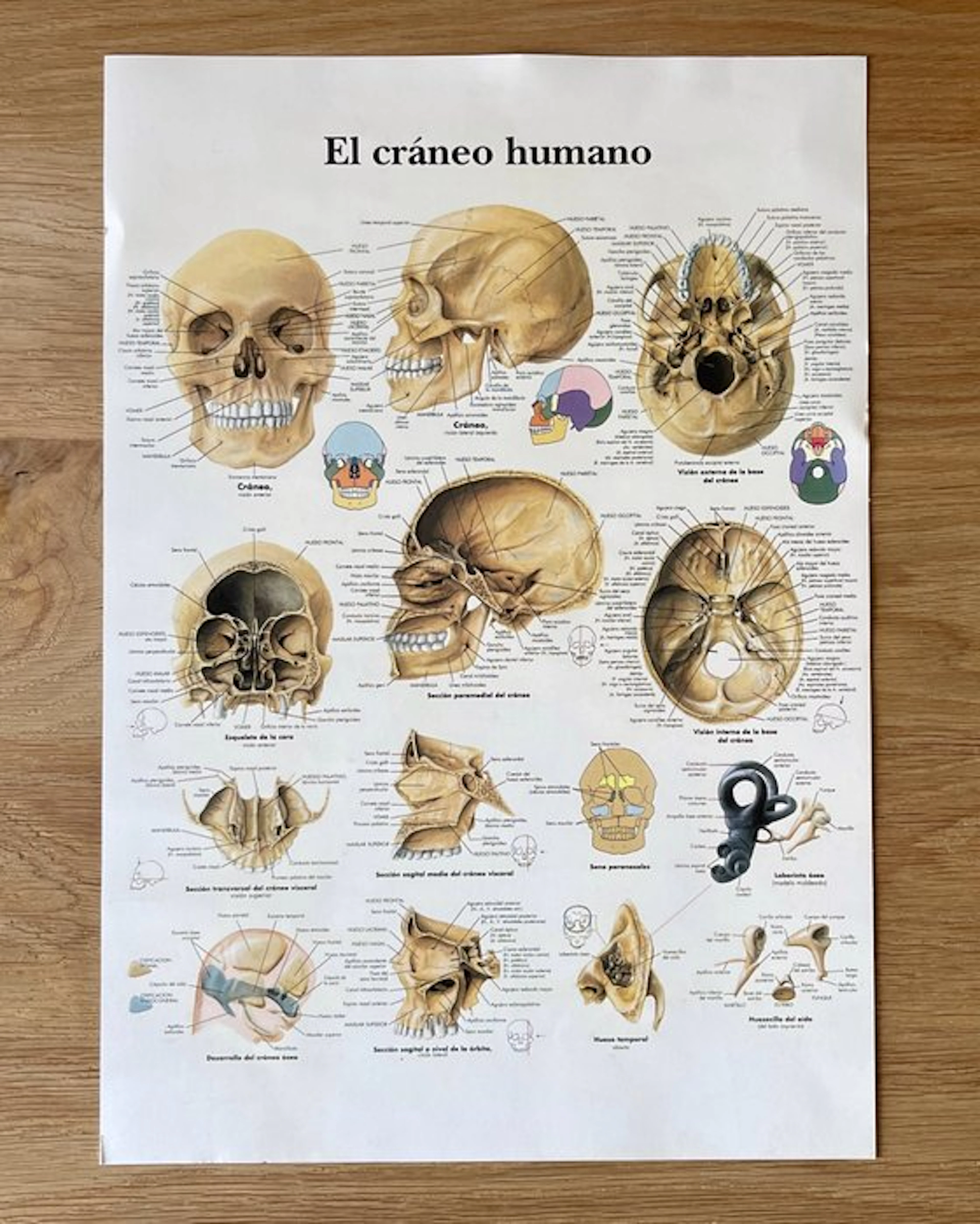 desconocido - El cráneo humano - 2000s