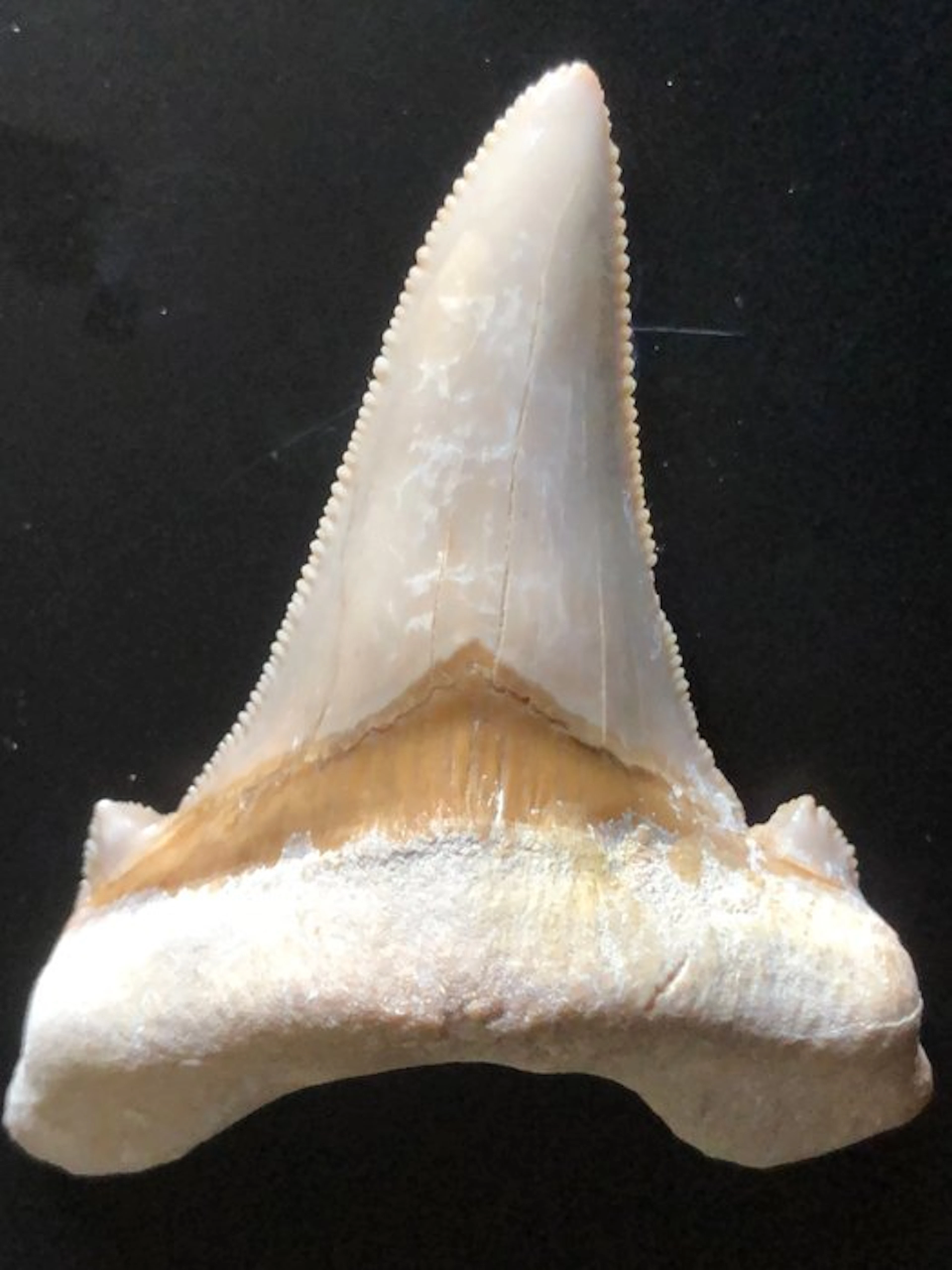 Fossilized shark tooth - Fossil tooth - Otodus sokolowi...