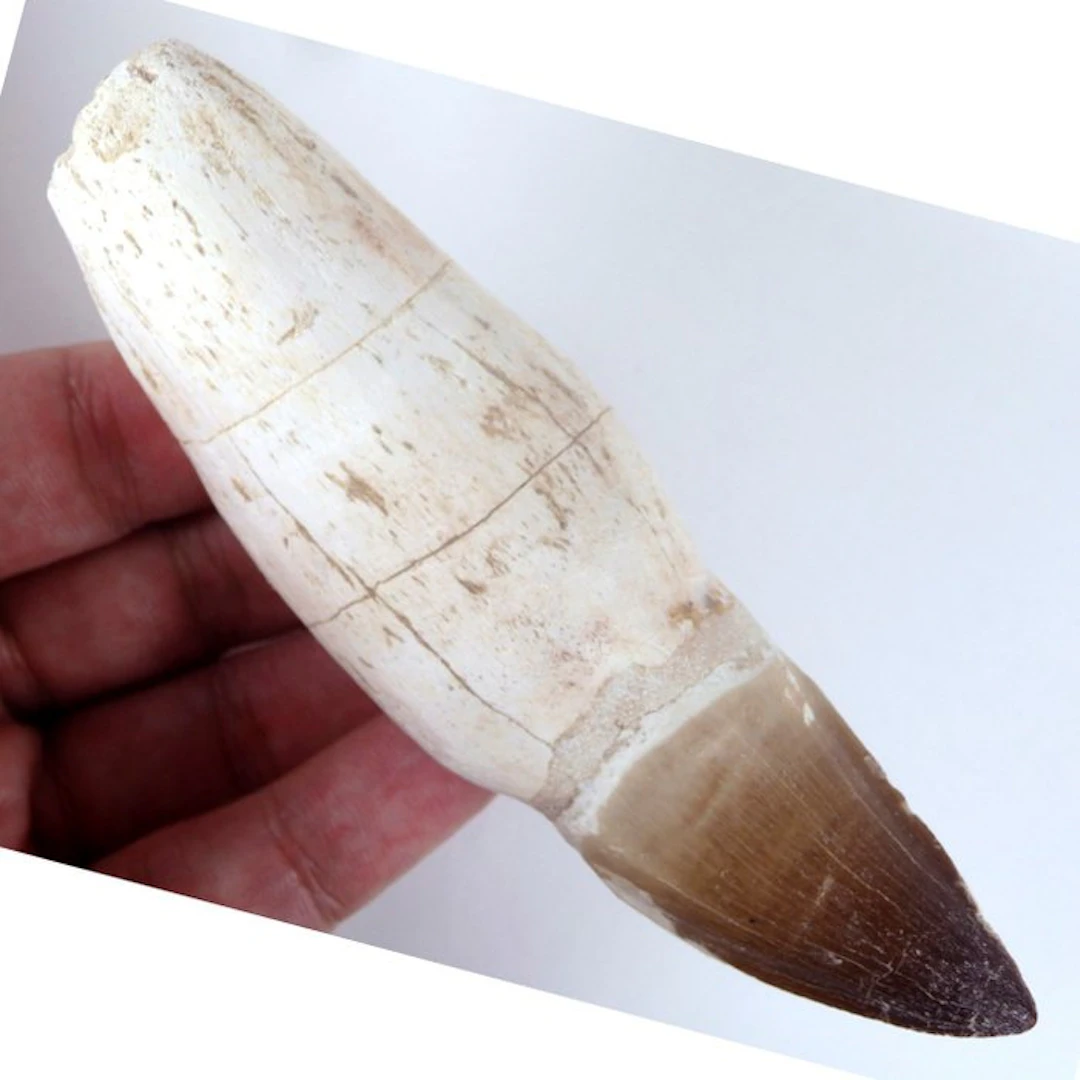 Mosasaurus tooth - Fossil tooth - Leiodon anceps - 13.5...