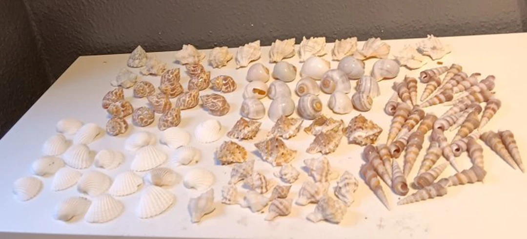 Themed collection - Shells
