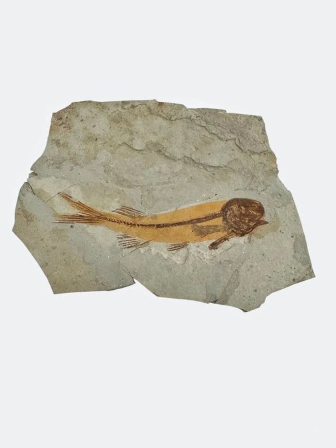 Fish - Fossilised animal - Fossil Fish from China (Lycoptera sp.) – Cretaceous