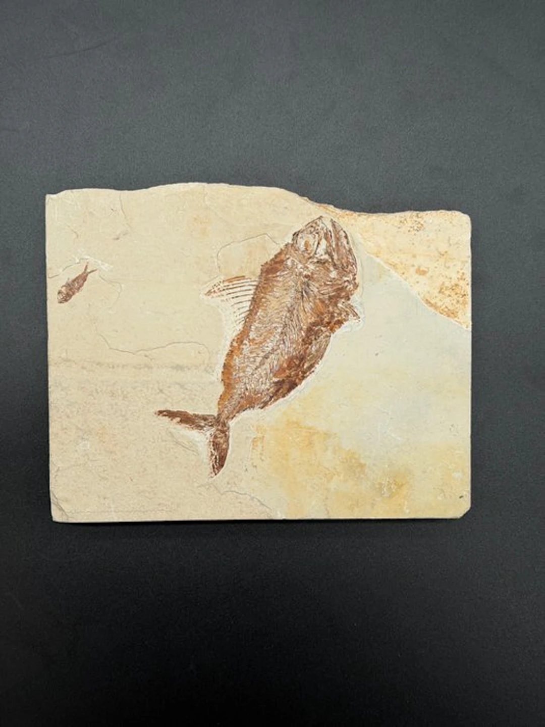 Fish - Fossilised articulated skeleton - Hemisaurida hakelensis - 17 cm - 21 cm