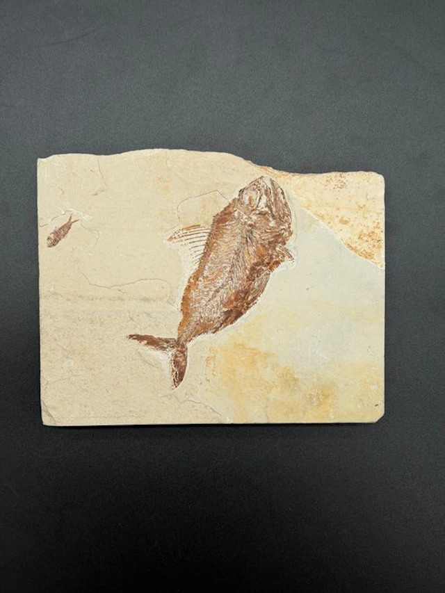 Fish - Fossilised articulated skeleton - Hemisaurida hakelensis - 17 cm - 21 cm