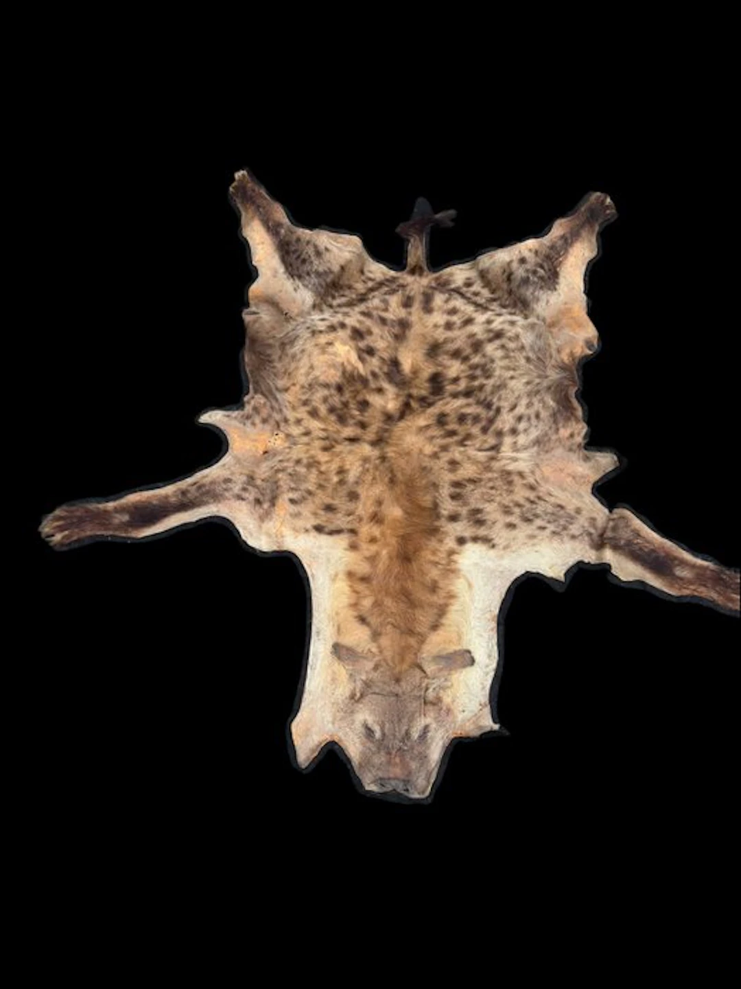 Hyena Taxidermy full body mount - Crocuta crocuta - 195...