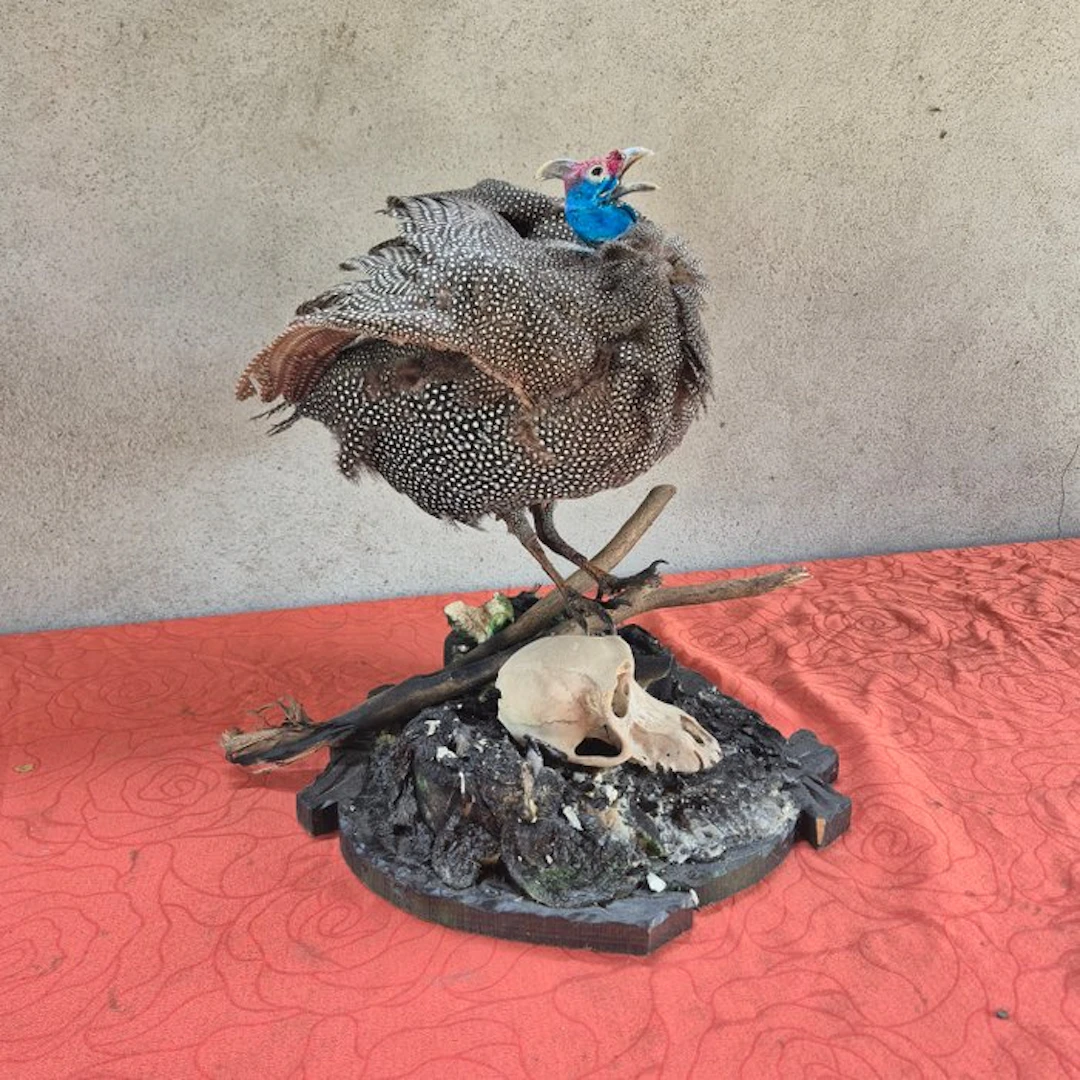 Numidian guineafowl with vervet monkey skull Taxidermy...