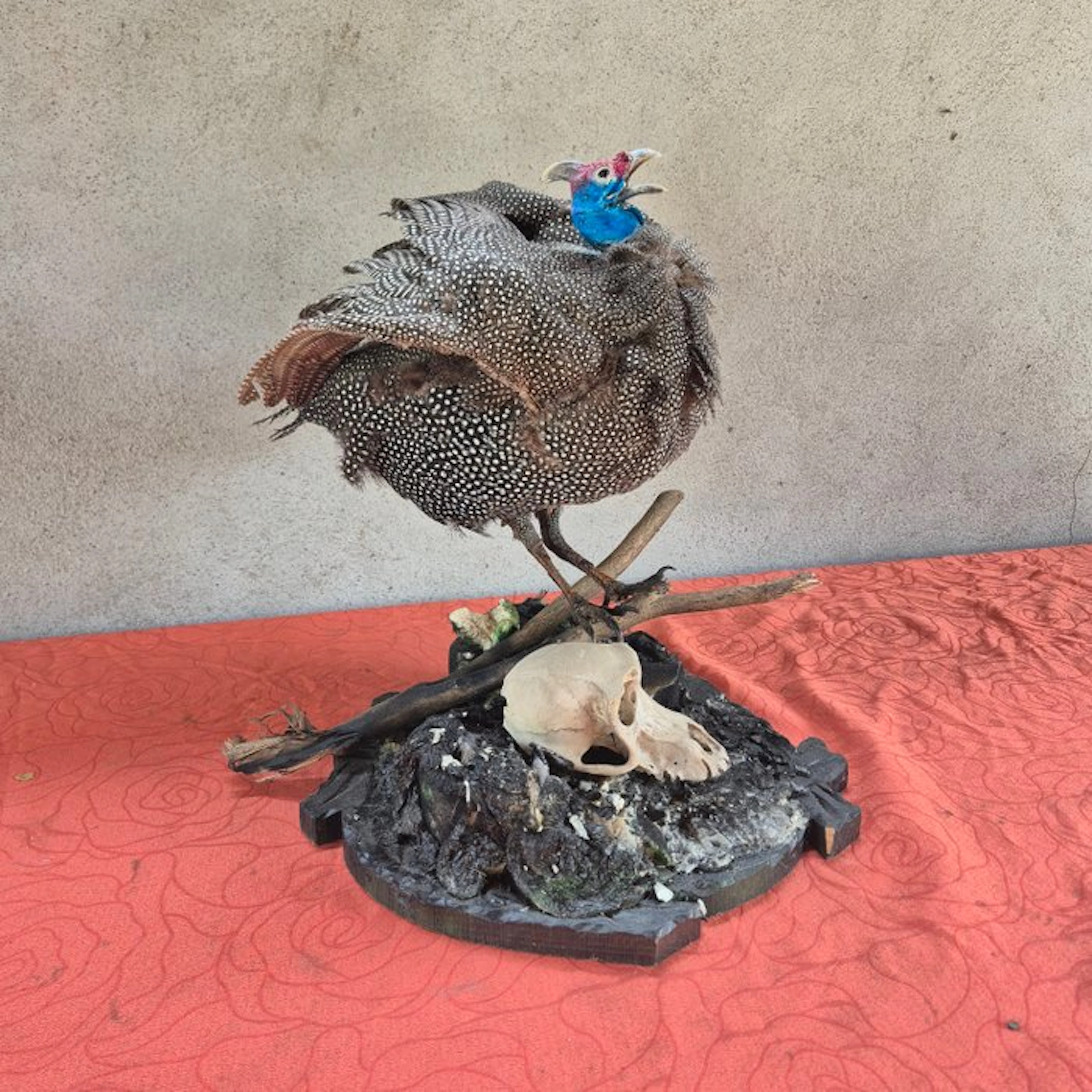 Numidian guineafowl with vervet monkey skull Taxidermy...