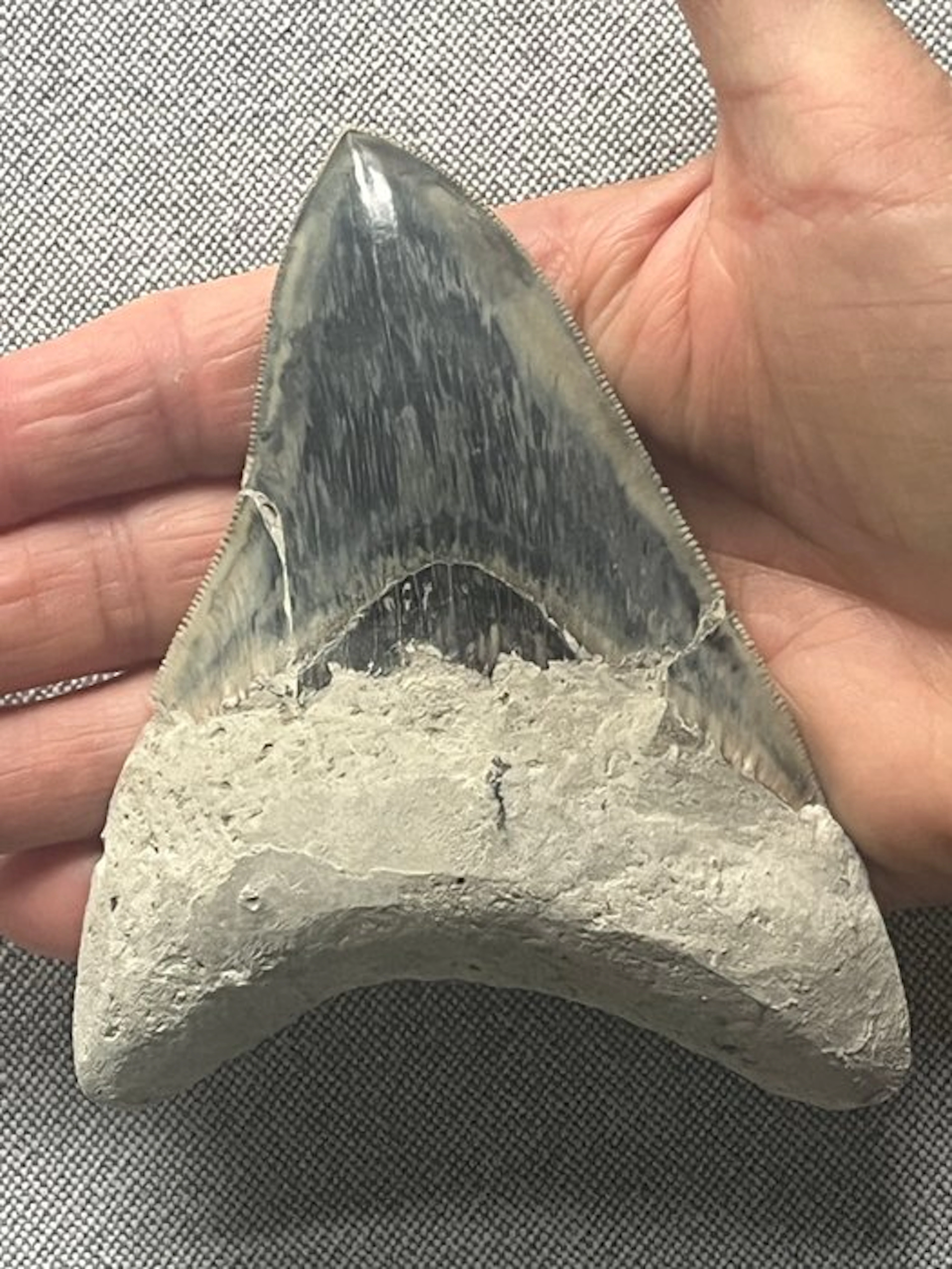 Megalodon tooth 12,2 cm - Fossil tooth - Carcharocles...