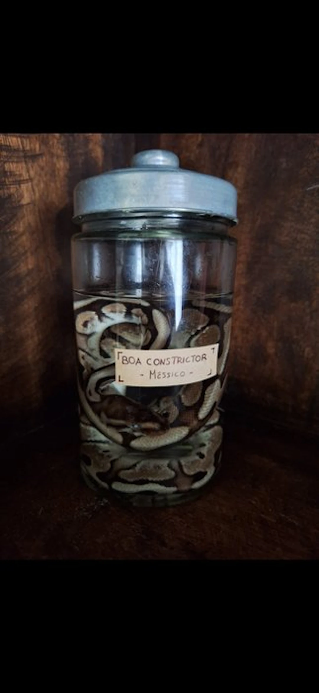 Snake Taxidermy full body mount - Boa constrictor - 20 cm...