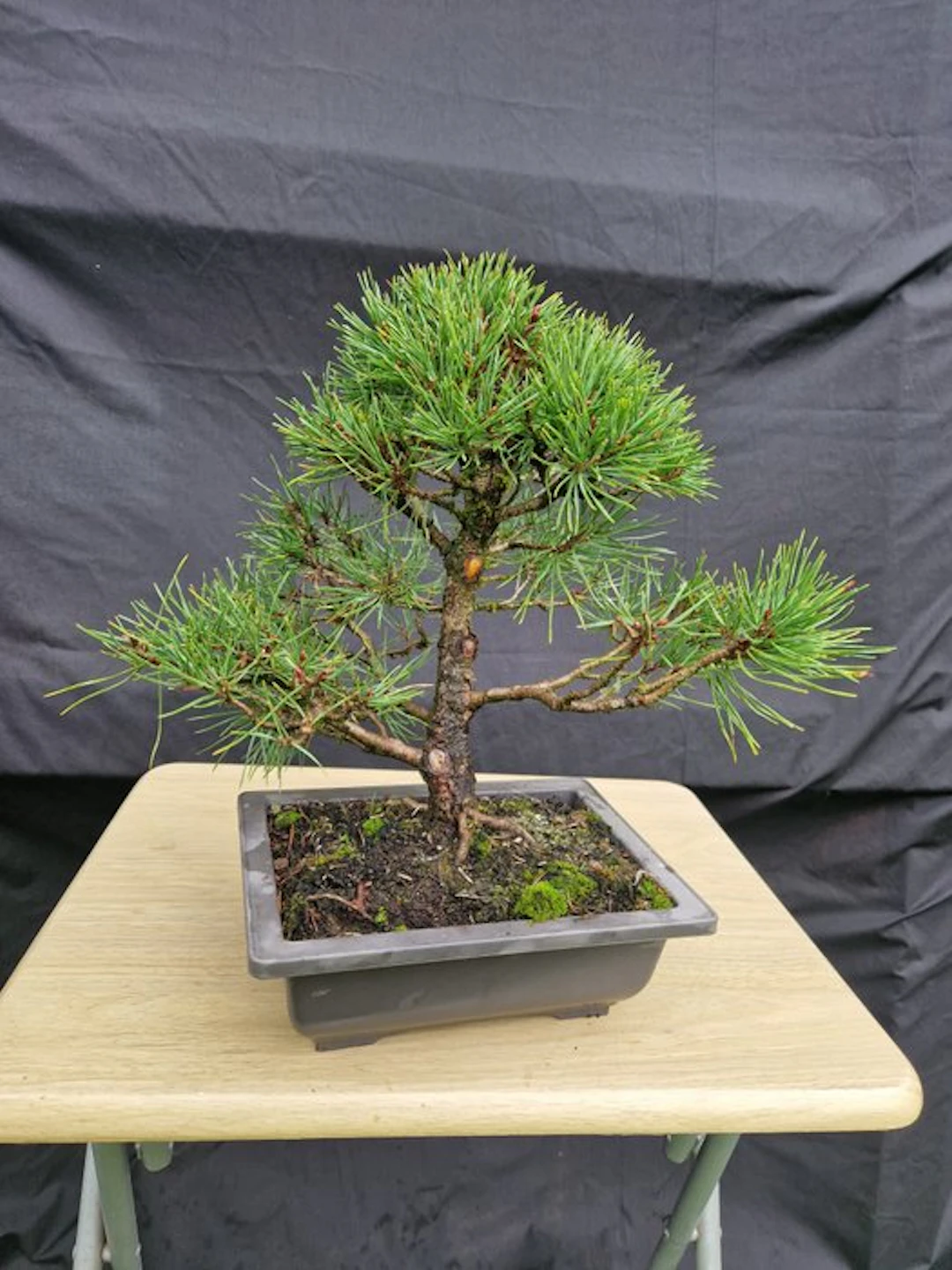 Pine bonsai (Pinus) - Height (Tree): 31 cm - Depth (Tree): 40 cm - France