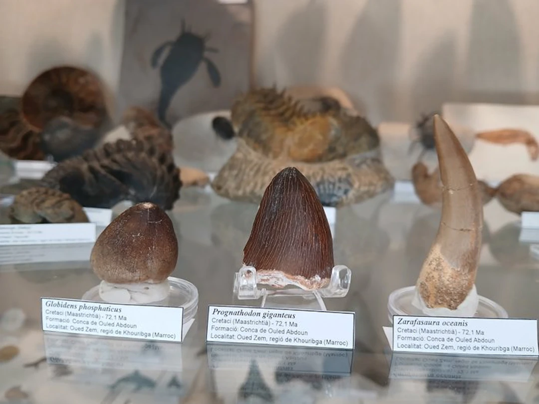 Lot of 3 fossil teeth of Marine Reptiles – Prognathodon