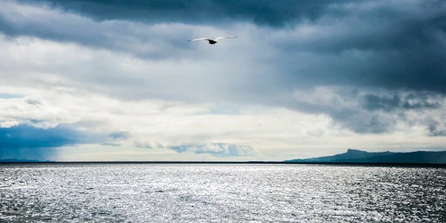 David Law - Bird on sea (Panoramique)