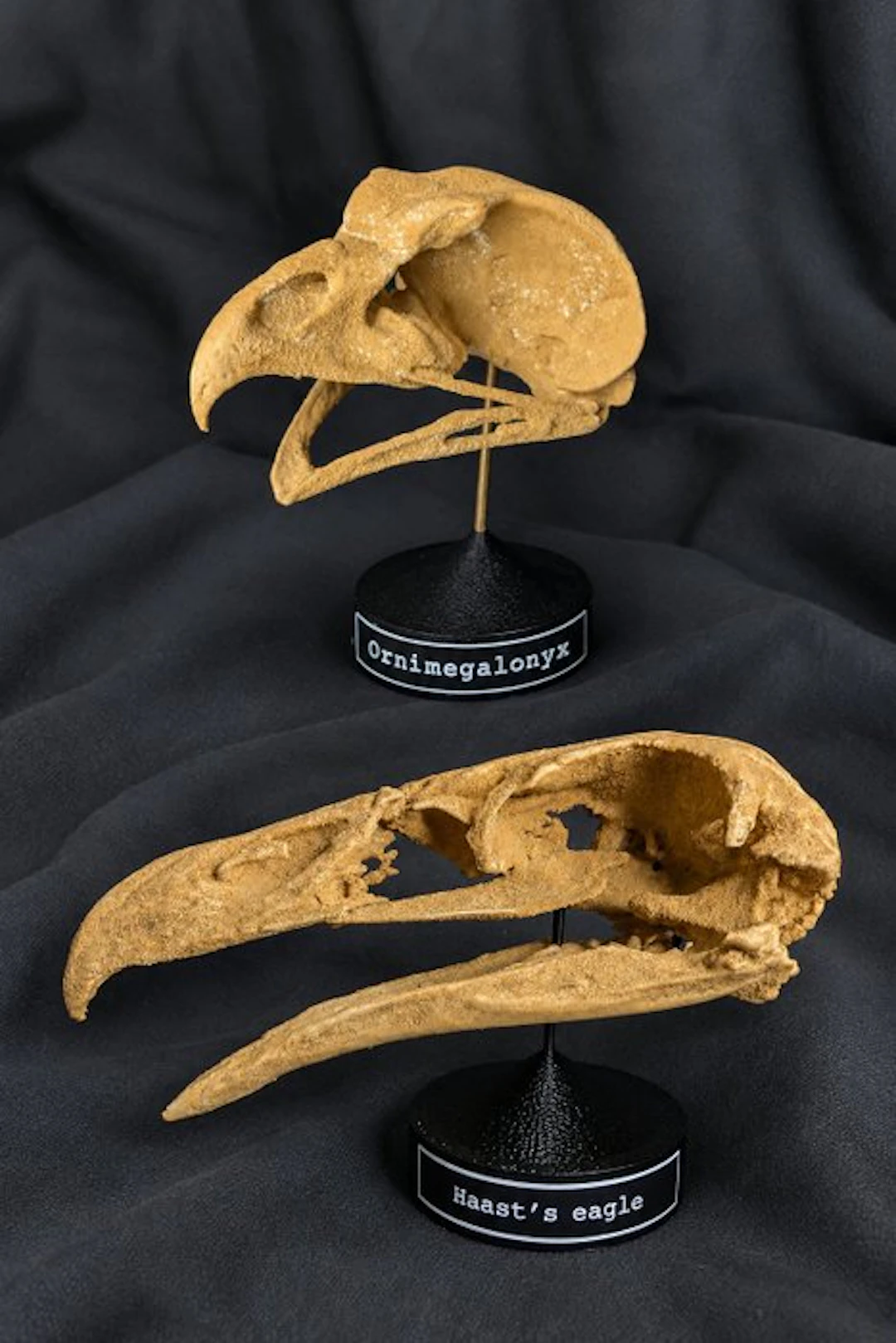 Fossil skull - Haast's eagle (Hieraaetus moorei) and...