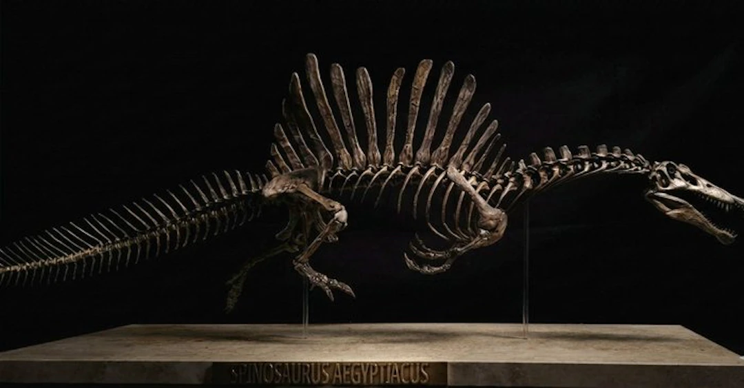 Fossil skeleton - Spinosaurus Aegyptiacus Full Skeleton Replica 85 cm