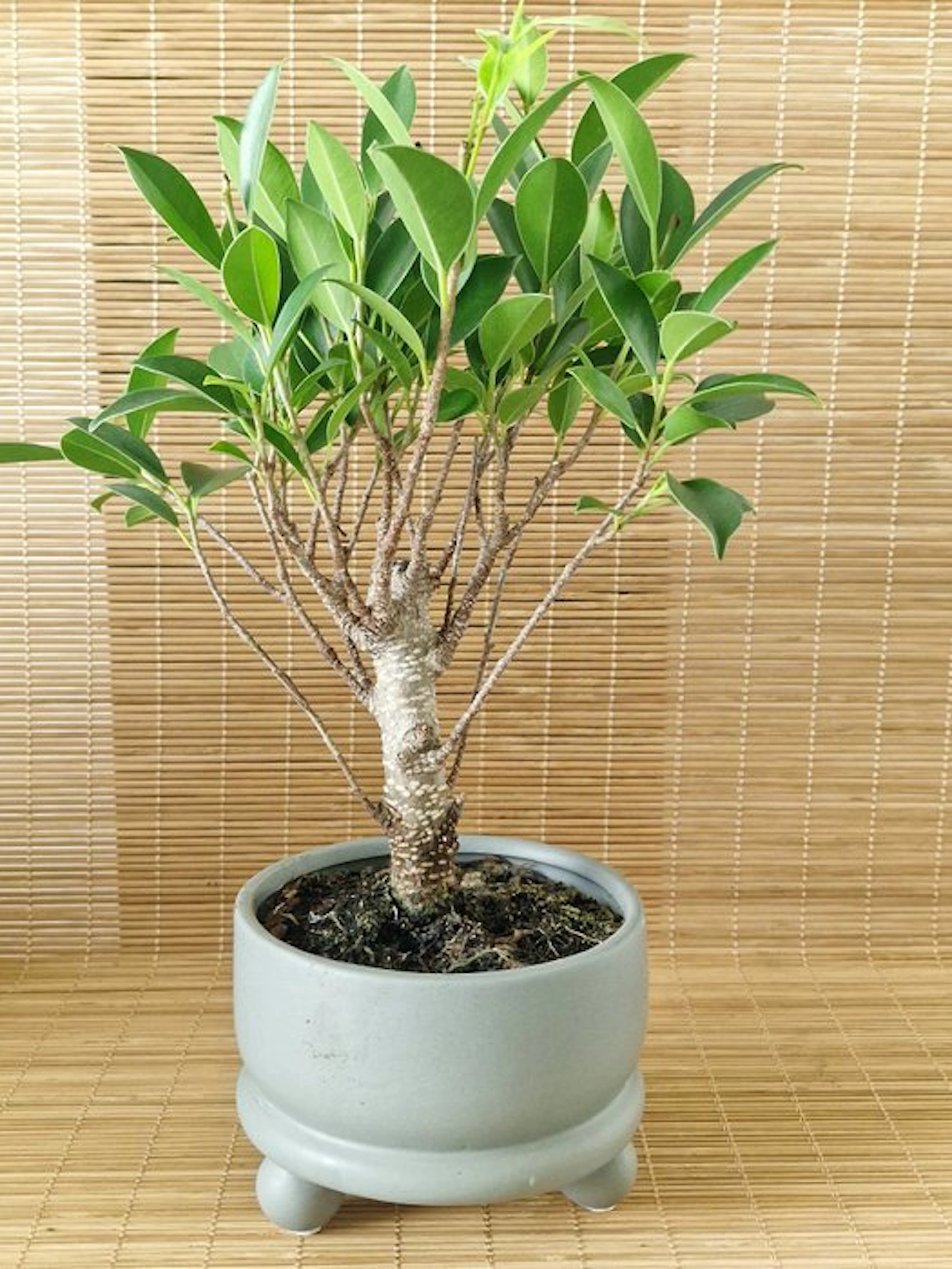 Fig tree bonsai (Ficus) - Height (Tree): 20 cm - Depth...