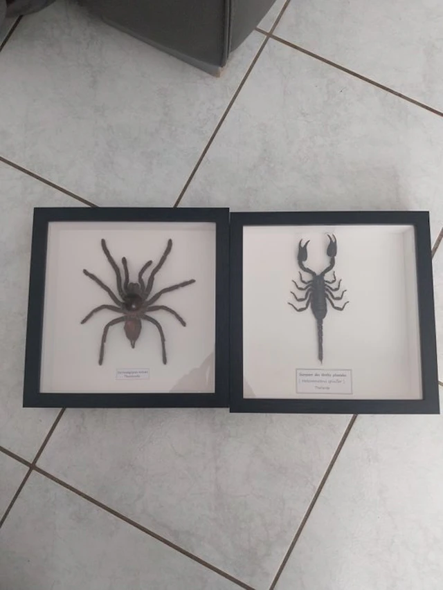 Tarantula Taxidermy full body mount - Cyriopagopus minax...