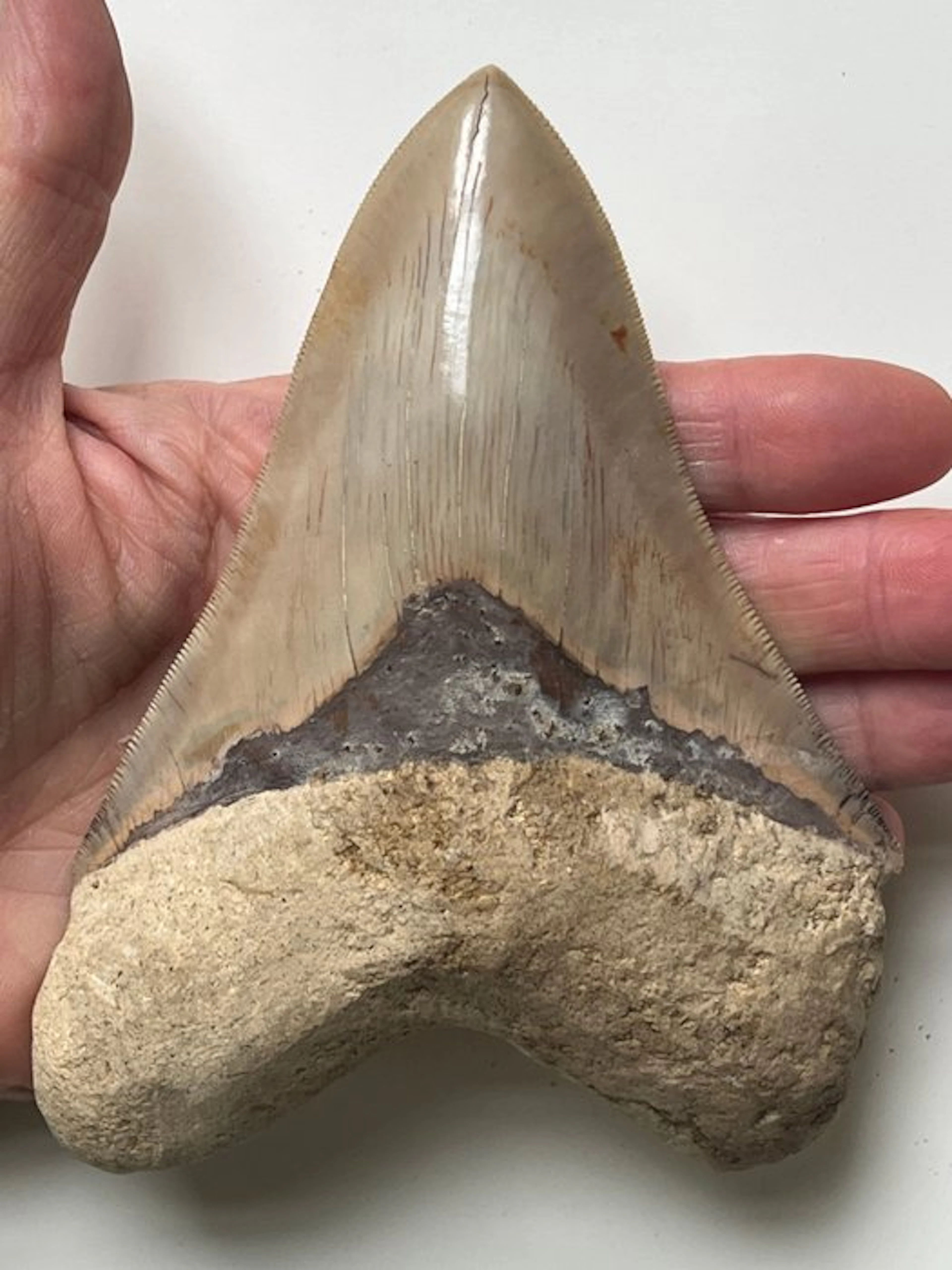 Huge Megalodon tooth 14,0 cm - Fossil tooth - Carcharocles megalodon