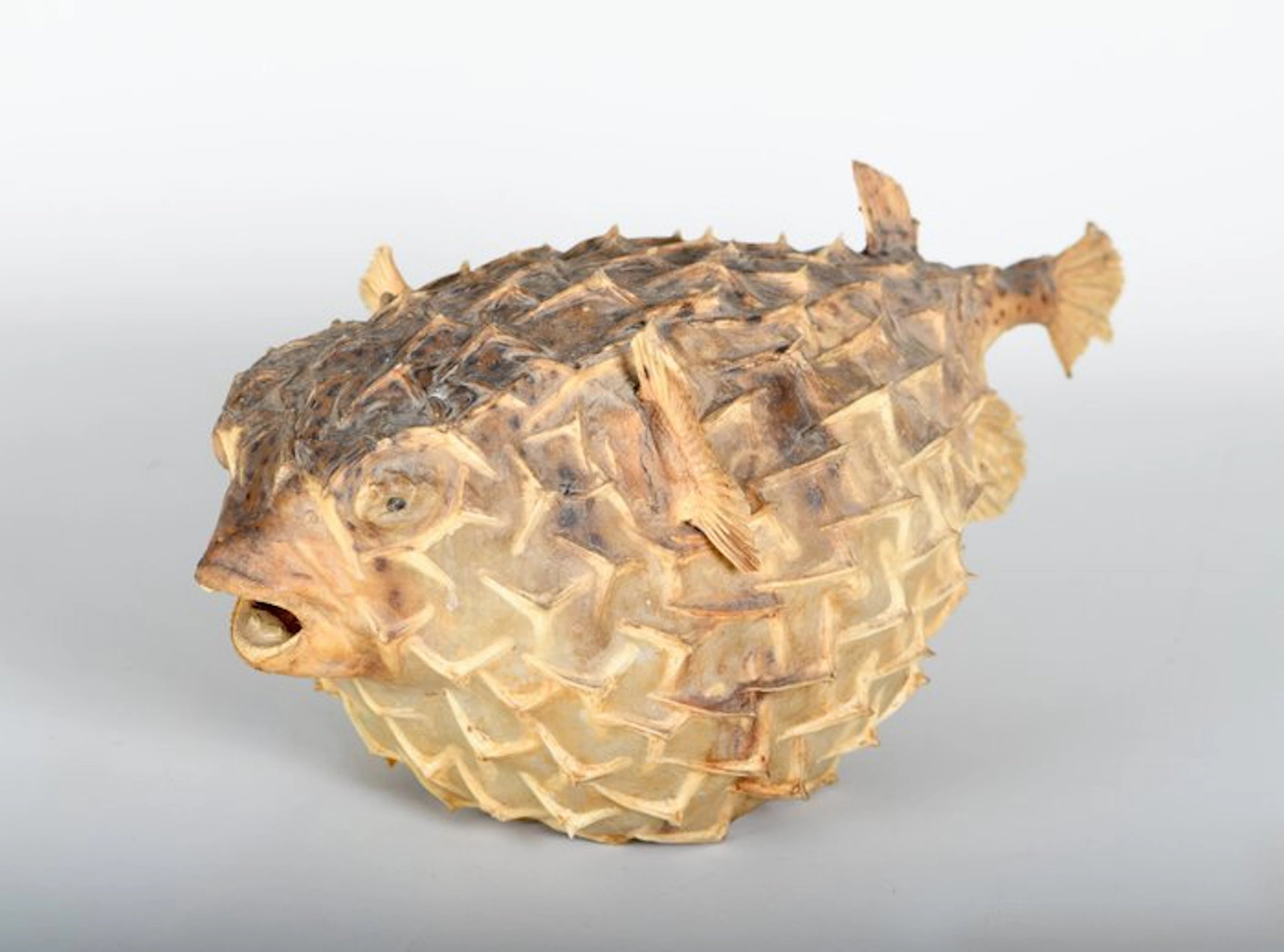 Fish Taxidermy full body mount - Diodontidae - 17 cm - 38 cm - 21 cm
