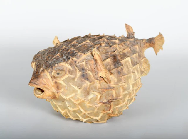 Fish Taxidermy full body mount - Diodontidae - 17 cm - 38 cm - 21 cm