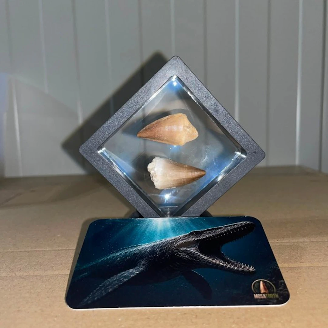 Mosasaur - Fossil tooth - Unieke mosasaurus tanden Groot...