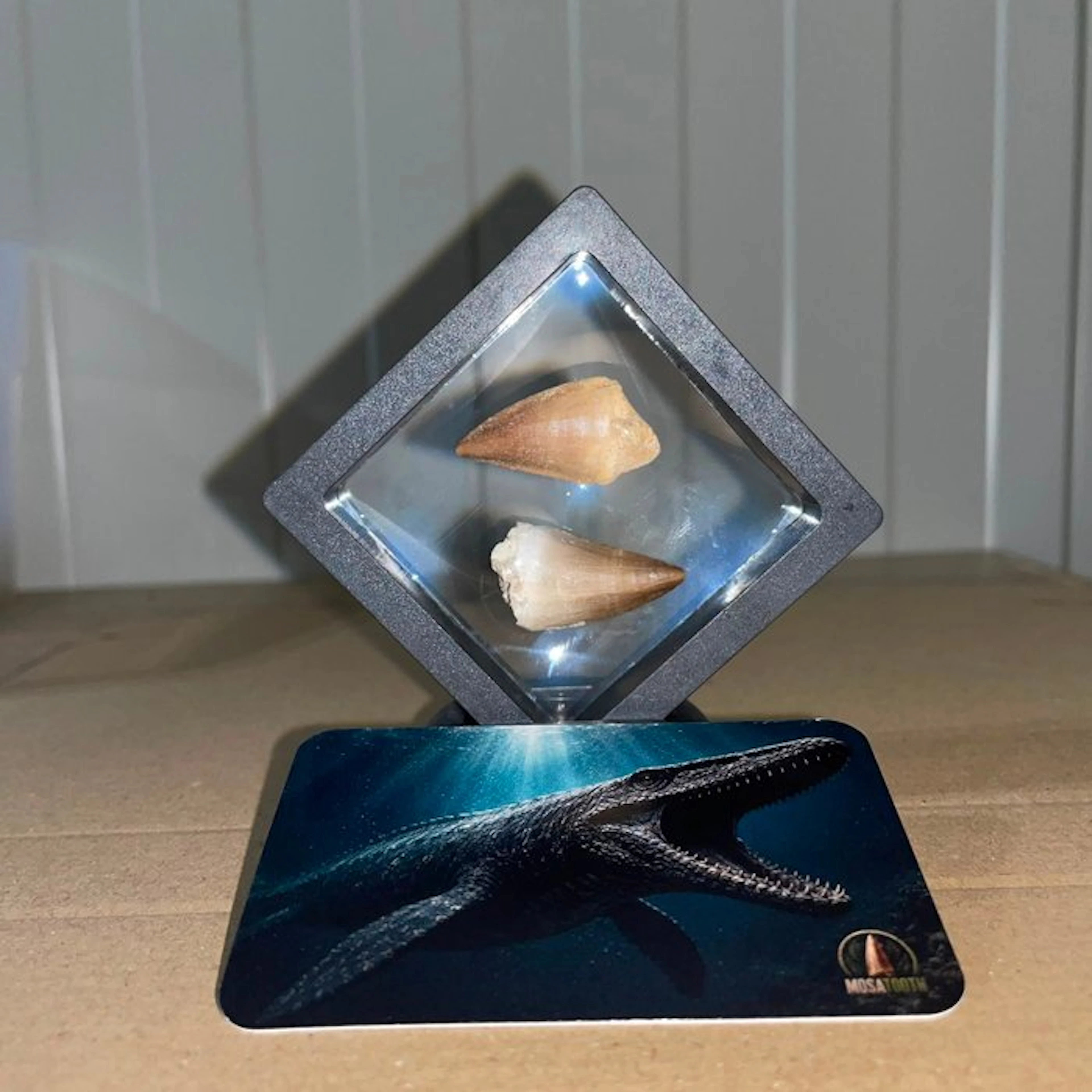 Mosasaur - Fossil tooth - Unieke mosasaurus tanden Groot...