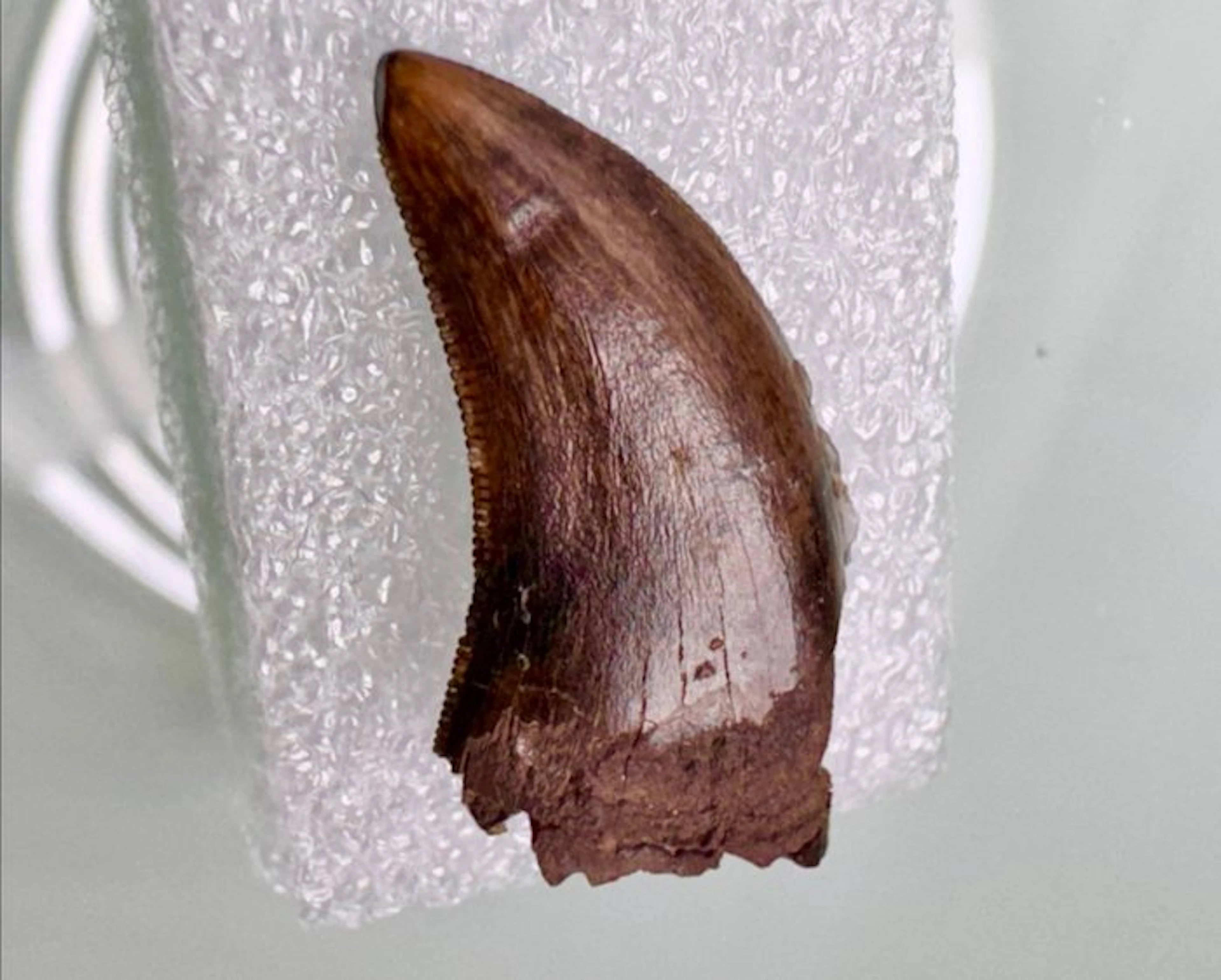 Tyrannosaurus fossil tooth (Nanotyrannus lancensis)