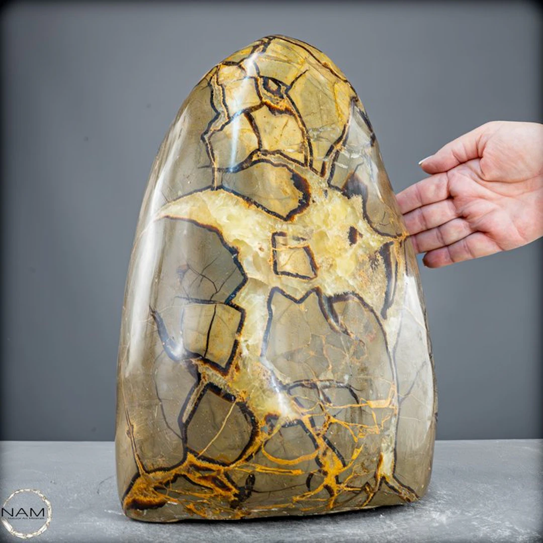 Unique Septarian freeform with fossil inclusions —...