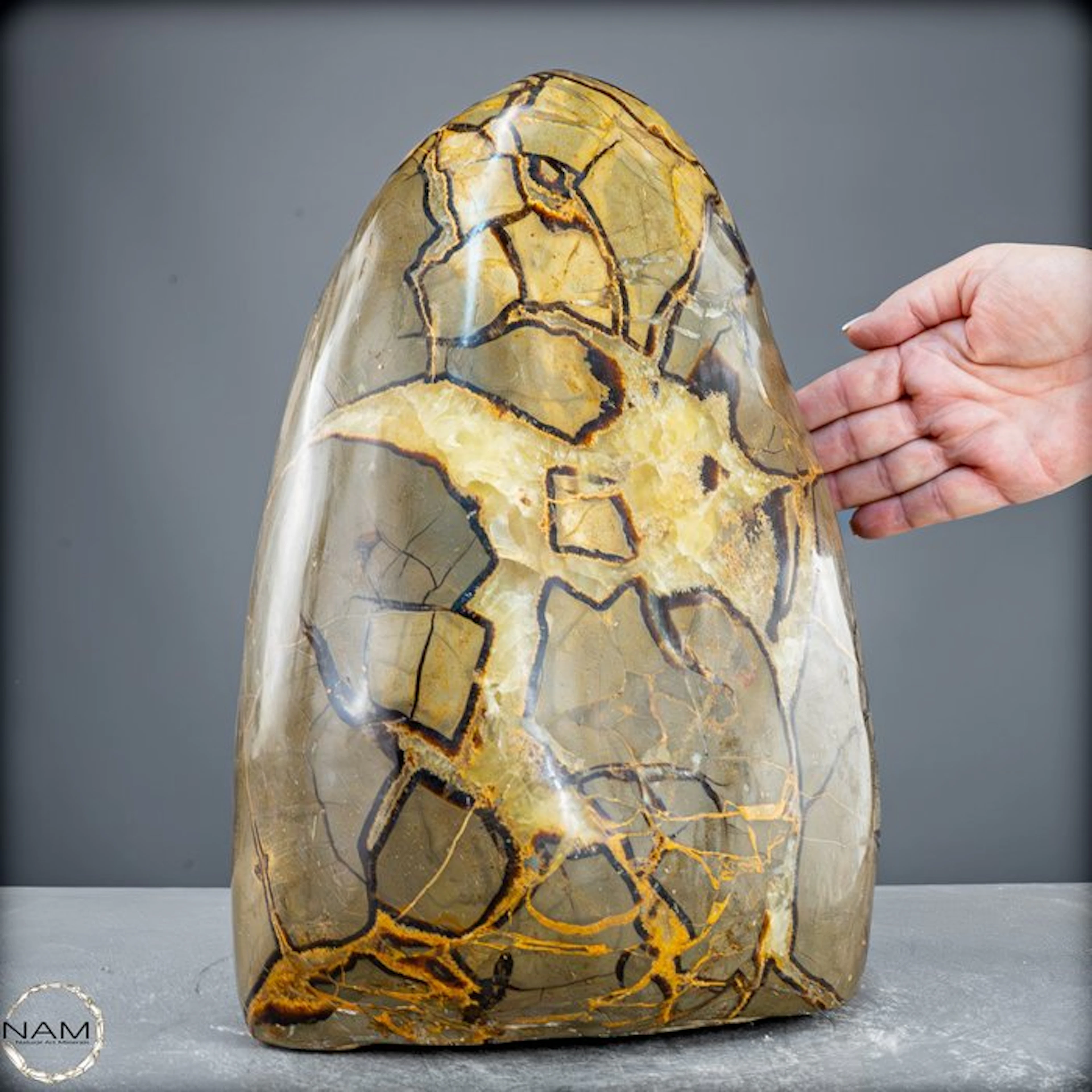 Unique Septarian freeform with fossil inclusions —...