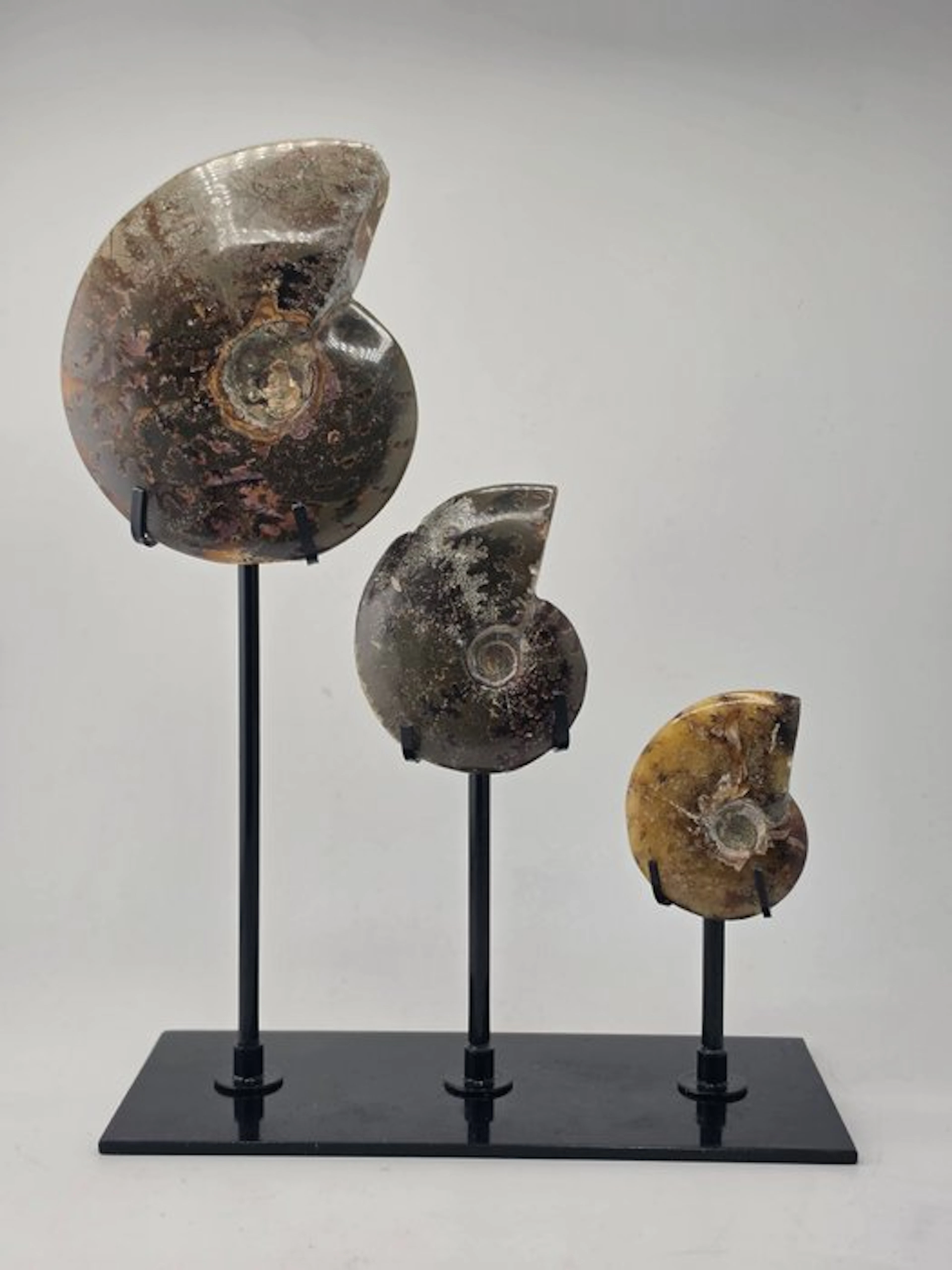 Ammonite - Fossilised animal - Decorative Collection of 3...