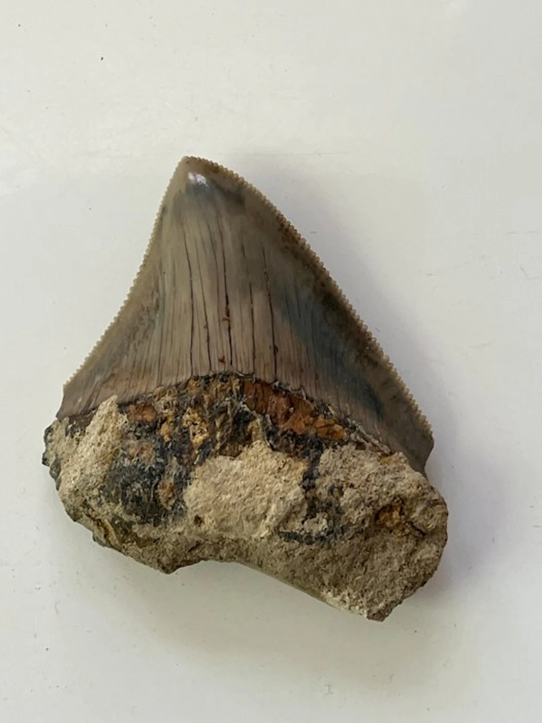Megalodon tooth 6,4 cm - Fossil tooth - Carcharocles...