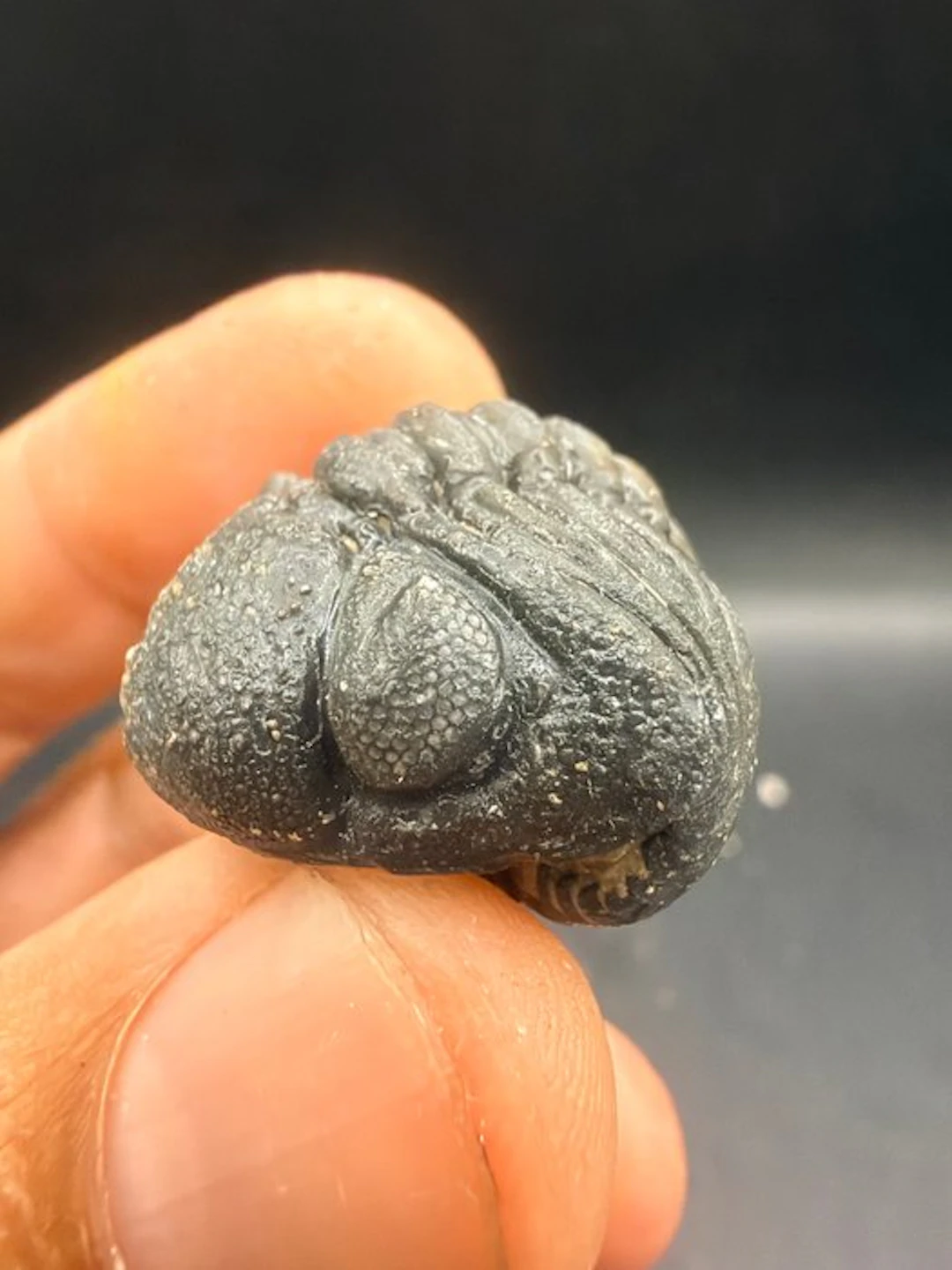 Trilobite - Fossilised animal - Reedops - 2.8 cm (No reserve price)