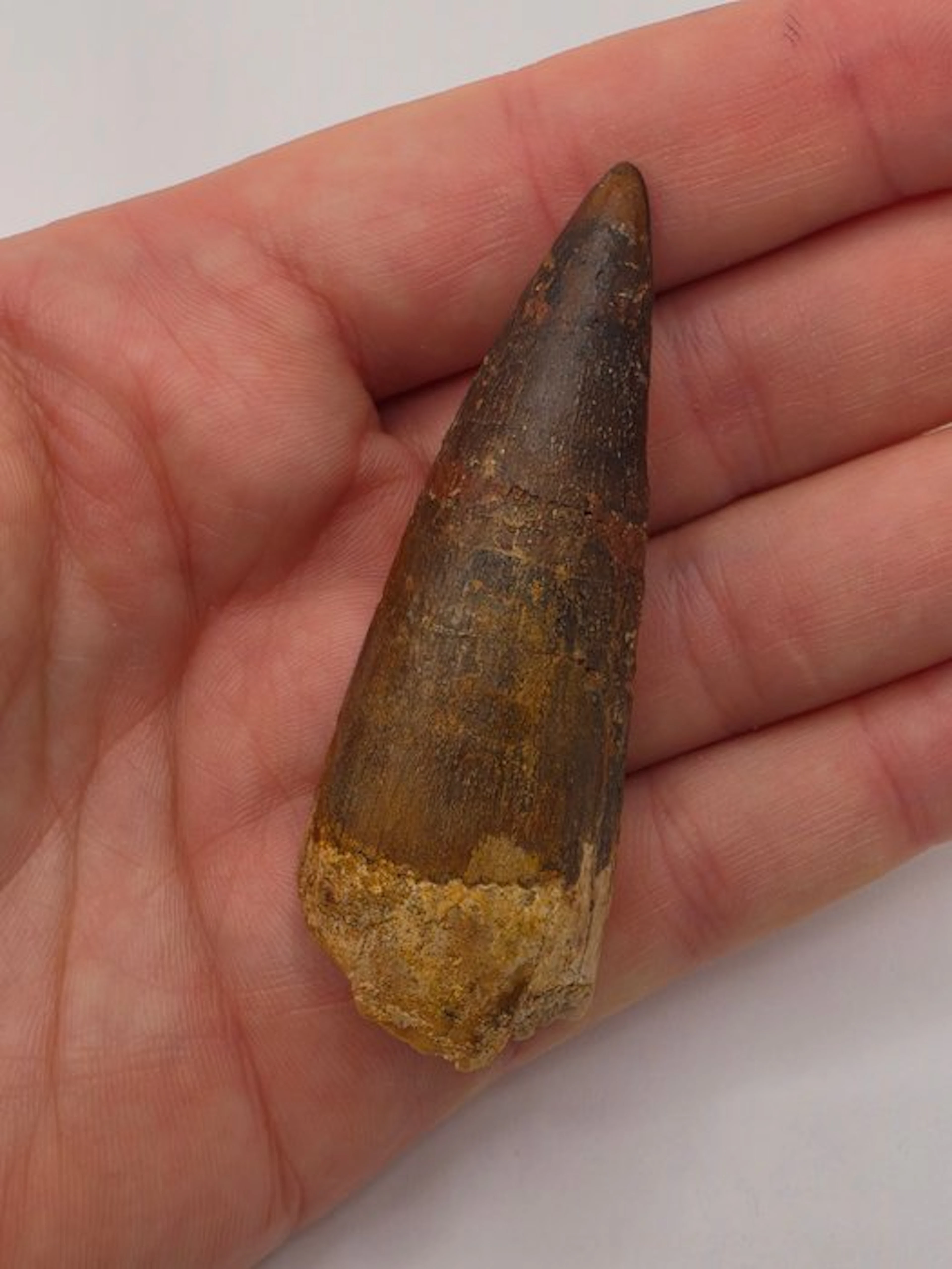 Spinosaur - Fossil tooth - Spinosaur Aegyptiacus - 6.5 cm (No reserve price)
