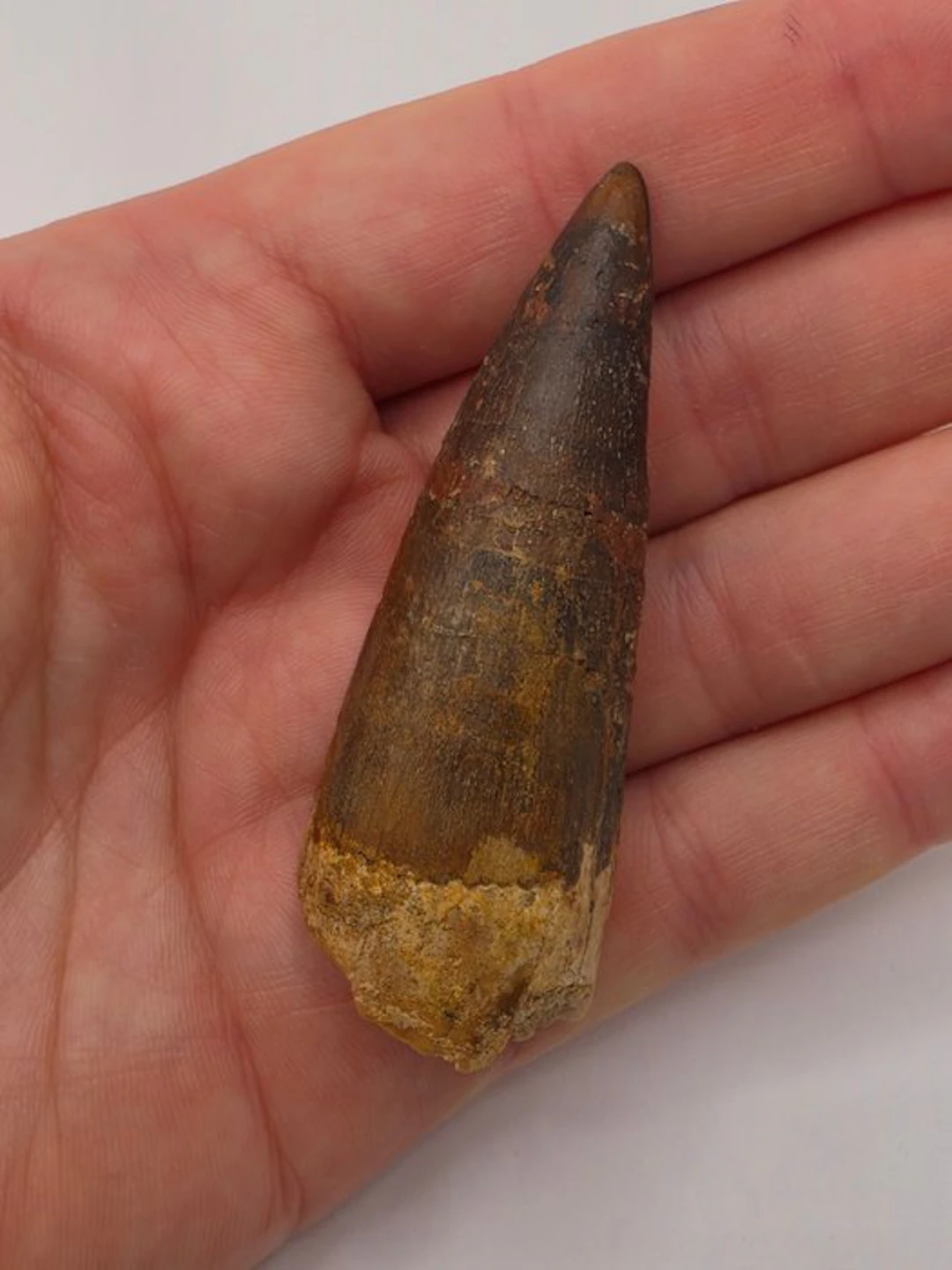 Spinosaur - Fossil tooth - Spinosaur Aegyptiacus - 6.5 cm (No reserve price)
