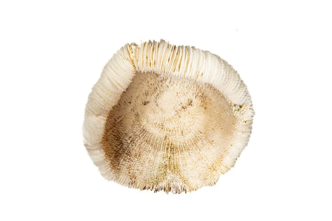 Mushroom coral on a plexiglass base Taxidermy wall mount...