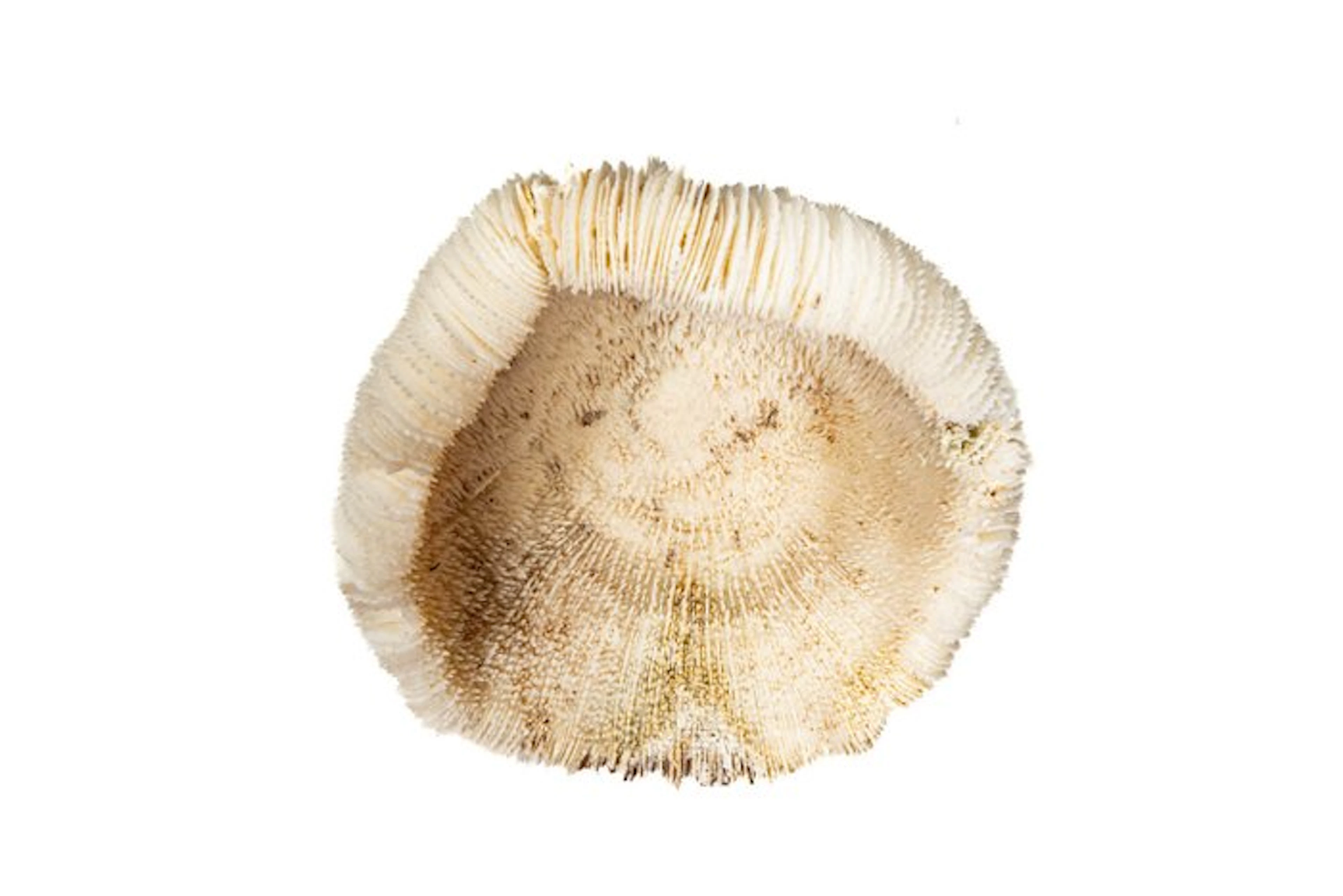 Mushroom coral on a plexiglass base Taxidermy wall mount...