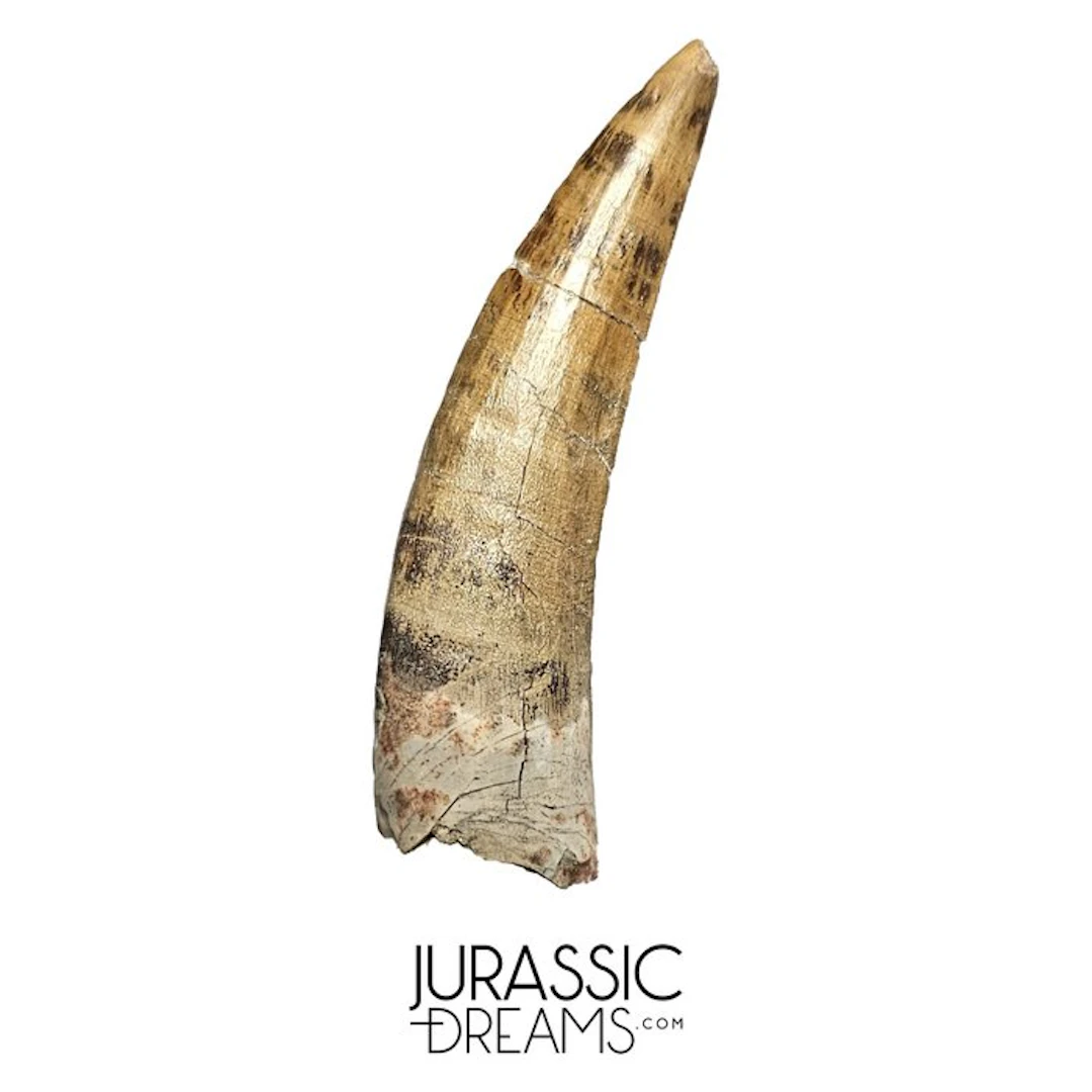 Nicely Preserved Suchomimus tenerensis Spinosaurid...