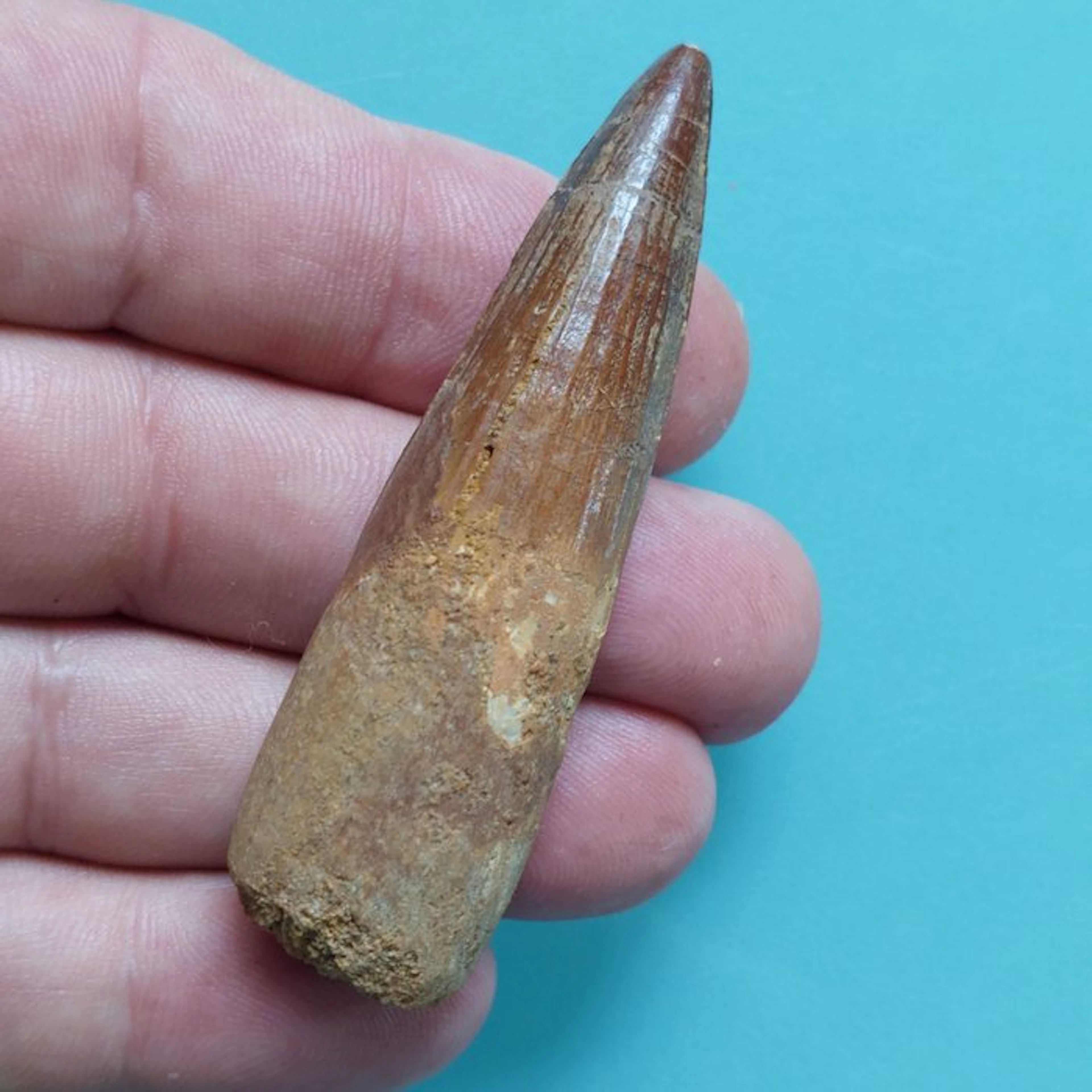 Spinosaur - Fossil tooth - 74 mm - 20 mm
