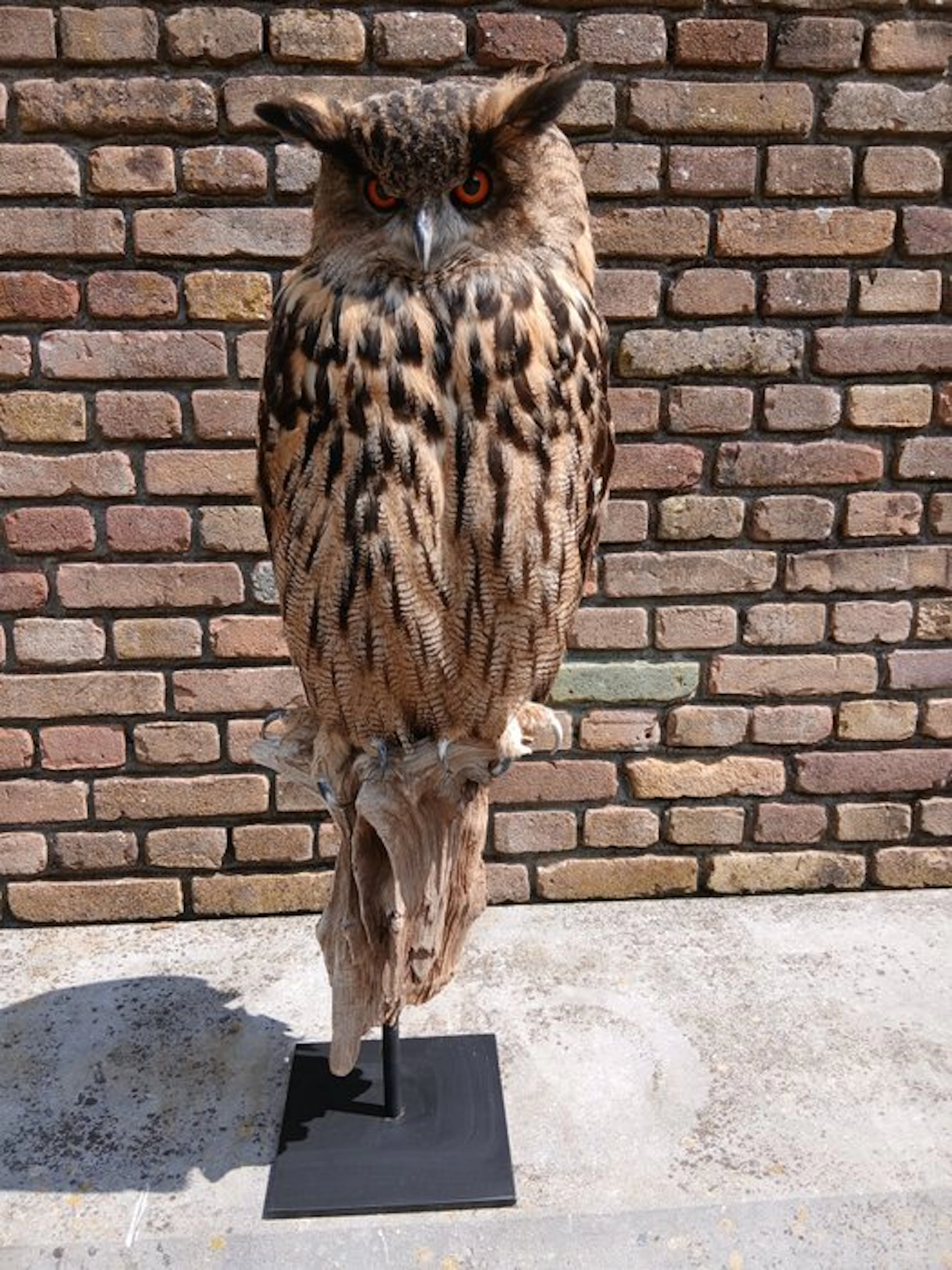 Eagle Owl Taxidermy full body mount - Bubo bubo - 82 cm...