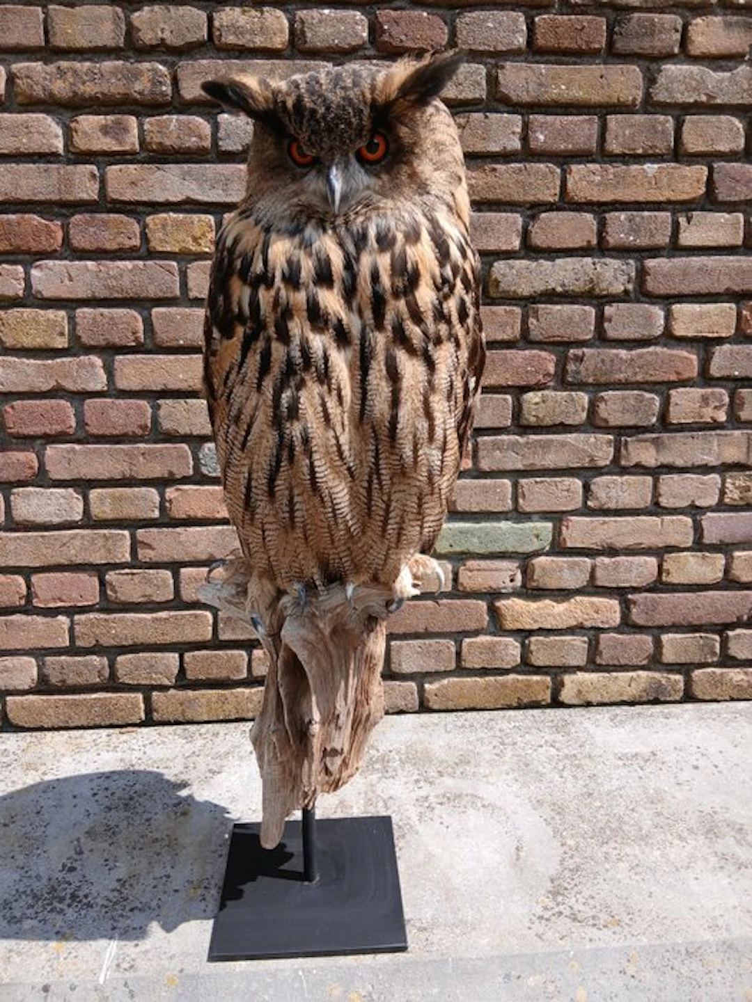 Eagle Owl Taxidermy full body mount - Bubo bubo - 82 cm...