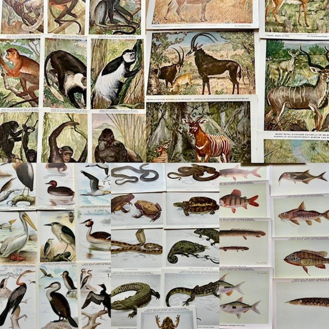 Belgium - Animals