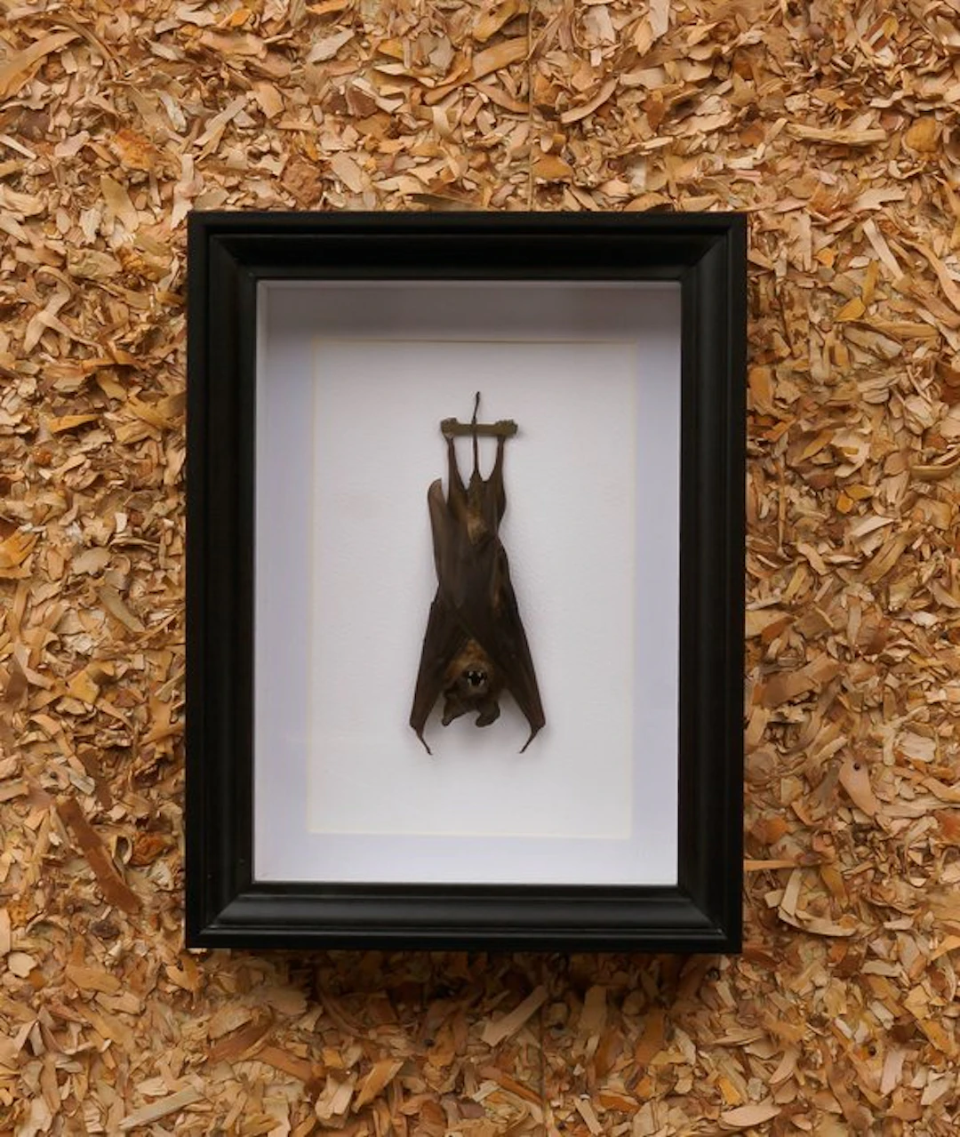 Bat Taxidermy full body mount - Otomops formosus - 20.5...