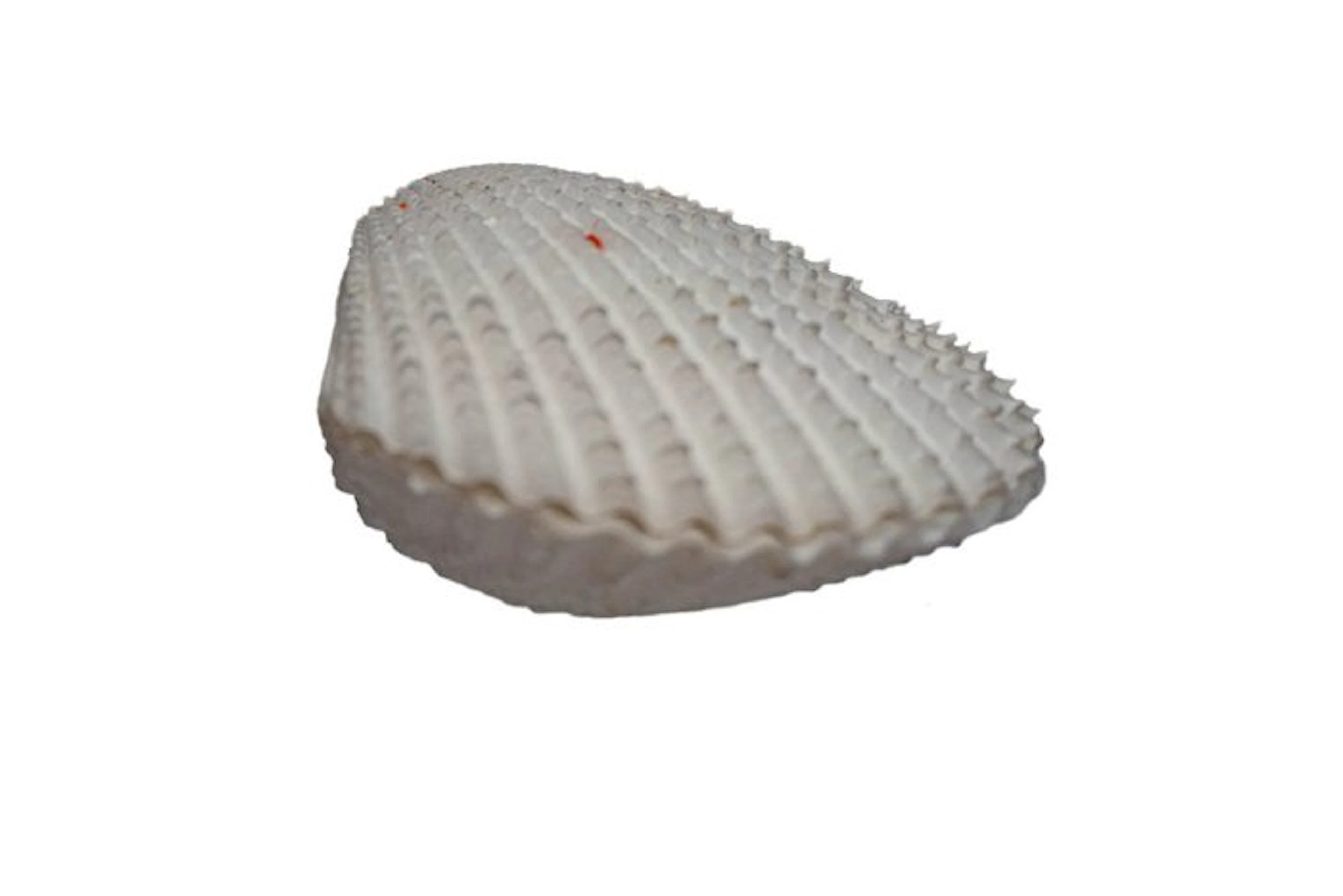 Lima vulgaris (85mm) - Giant File Clam - Complete Matched...
