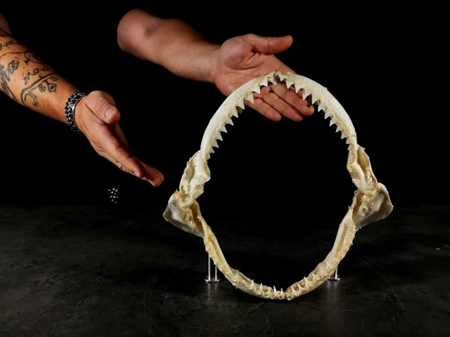 a very rare collectible jawbone Taxidermy full body mount...
