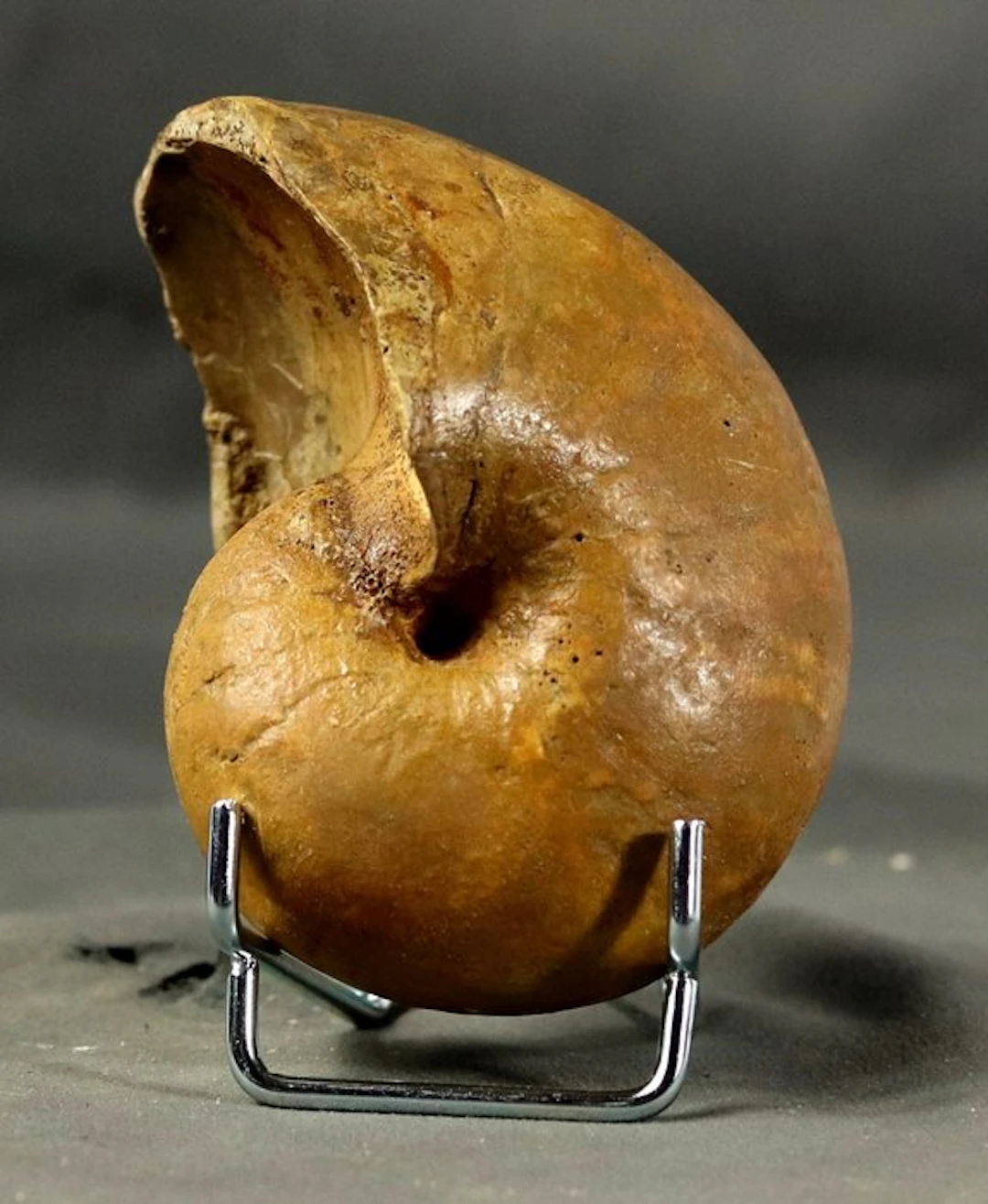 Fine nautiloid with both sides cleaned - - Fossilised...