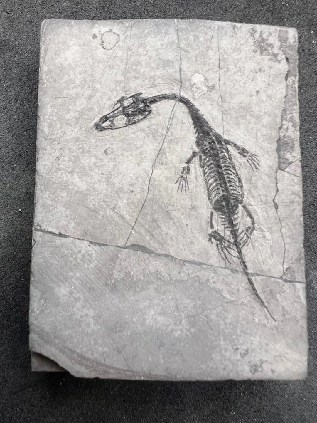Marine reptile - Fossilised animal - Fossile de...