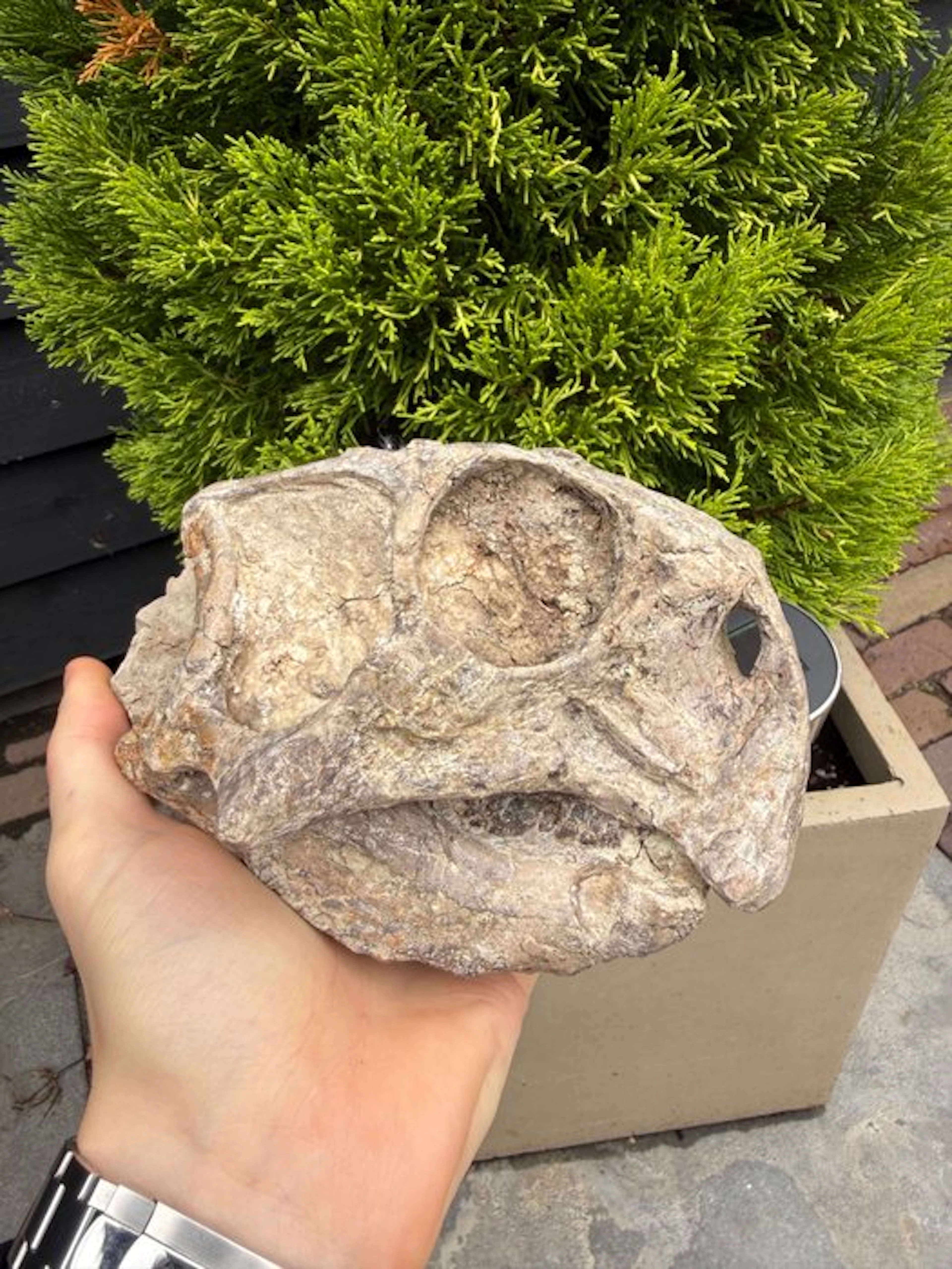 Dinosaur - Fossil skull - Psittacosaurus Luijatunensis - 20 cm - 16 cm