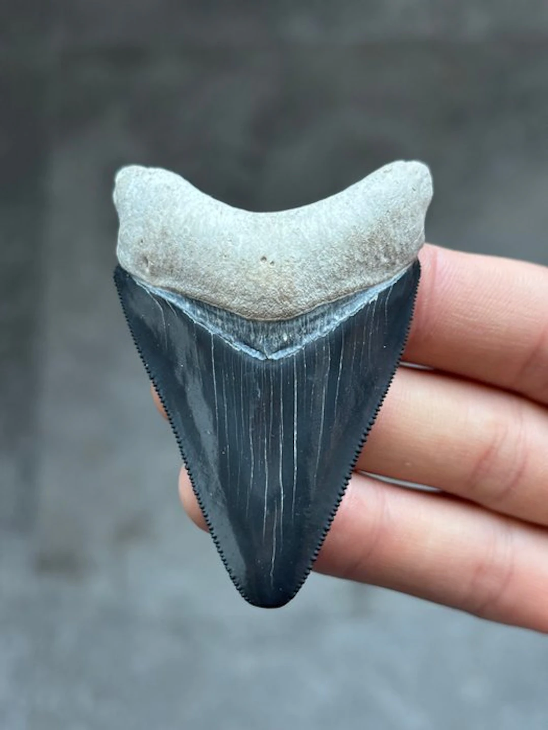 Megalodon - Fossil tooth - Otodus Megalodon - 7.11 cm