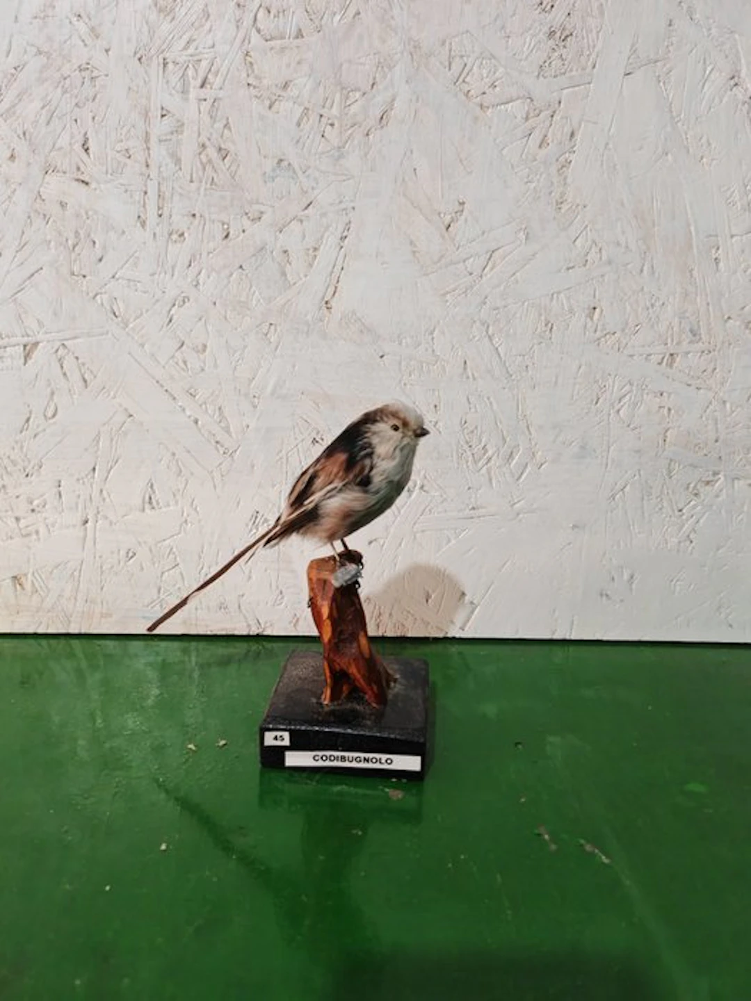 Codibugnolo Taxidermy full body mount - Aegithalos...
